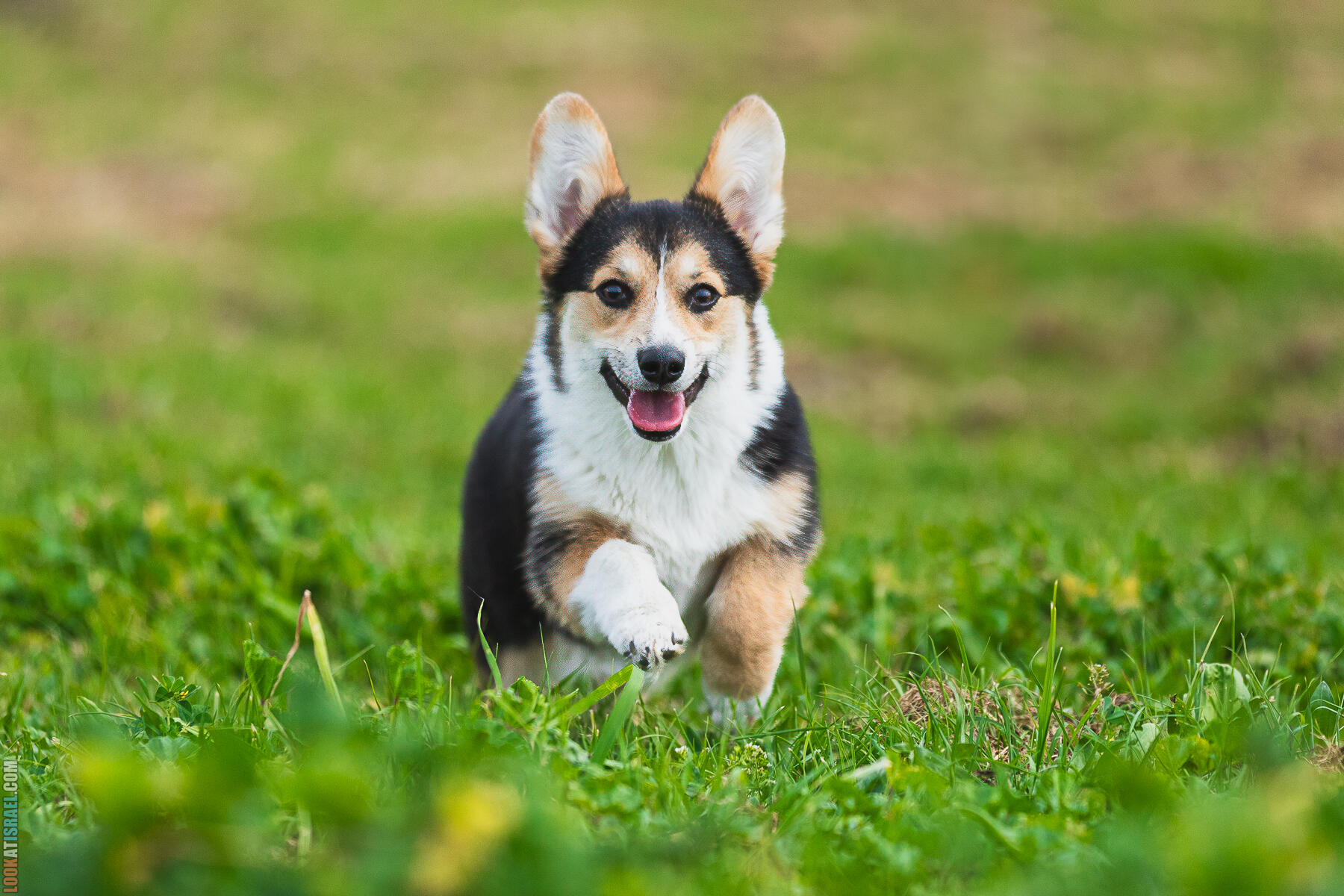 Питомник Welsh Corgi Sababa Shire - Встреча помета I - Eeevee & Qiwi - Sheldon Penny iPhone Bugagashenka