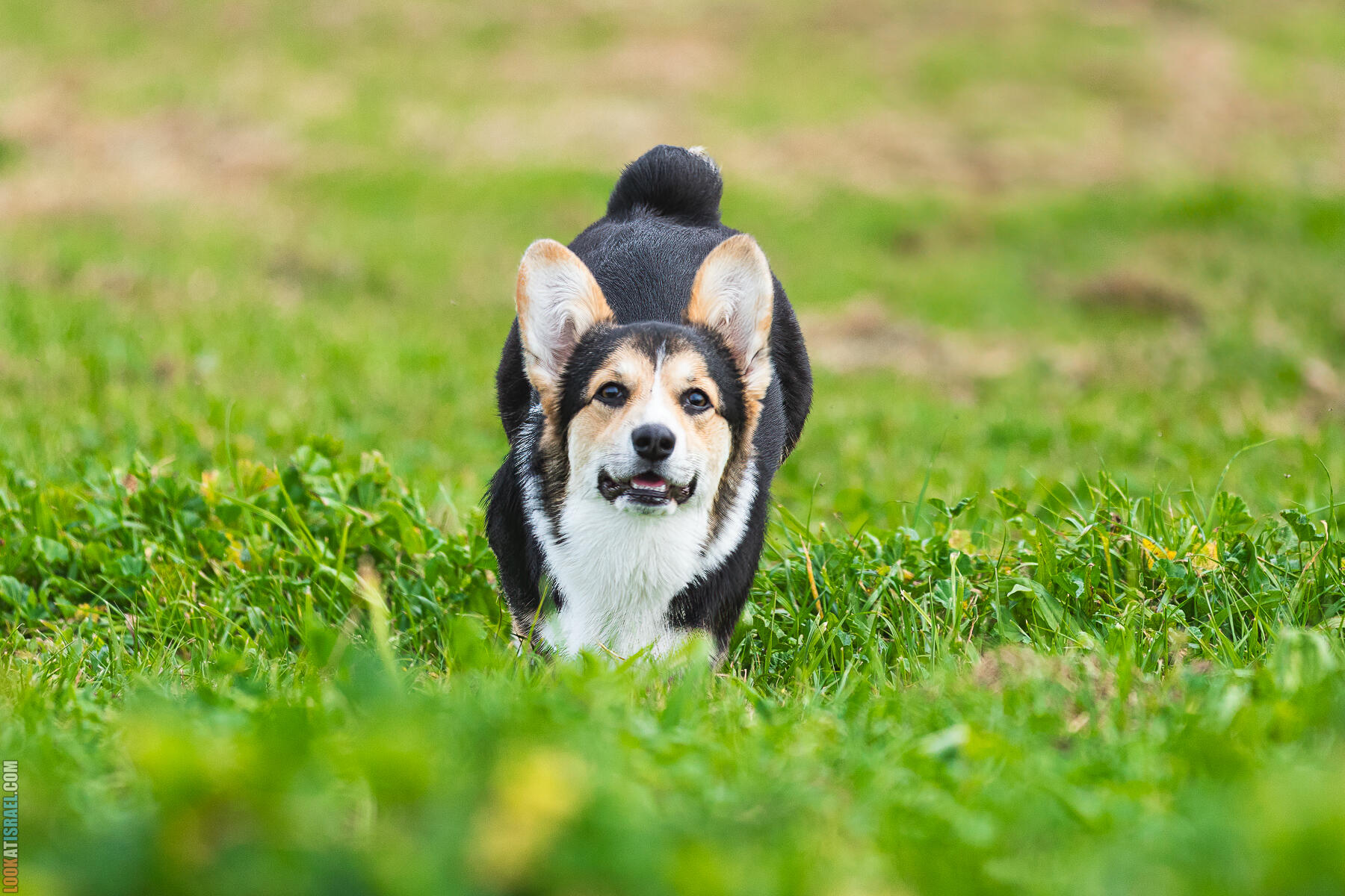 Питомник Welsh Corgi Sababa Shire - Встреча помета I - Eeevee & Qiwi - Sheldon Penny iPhone Bugagashenka