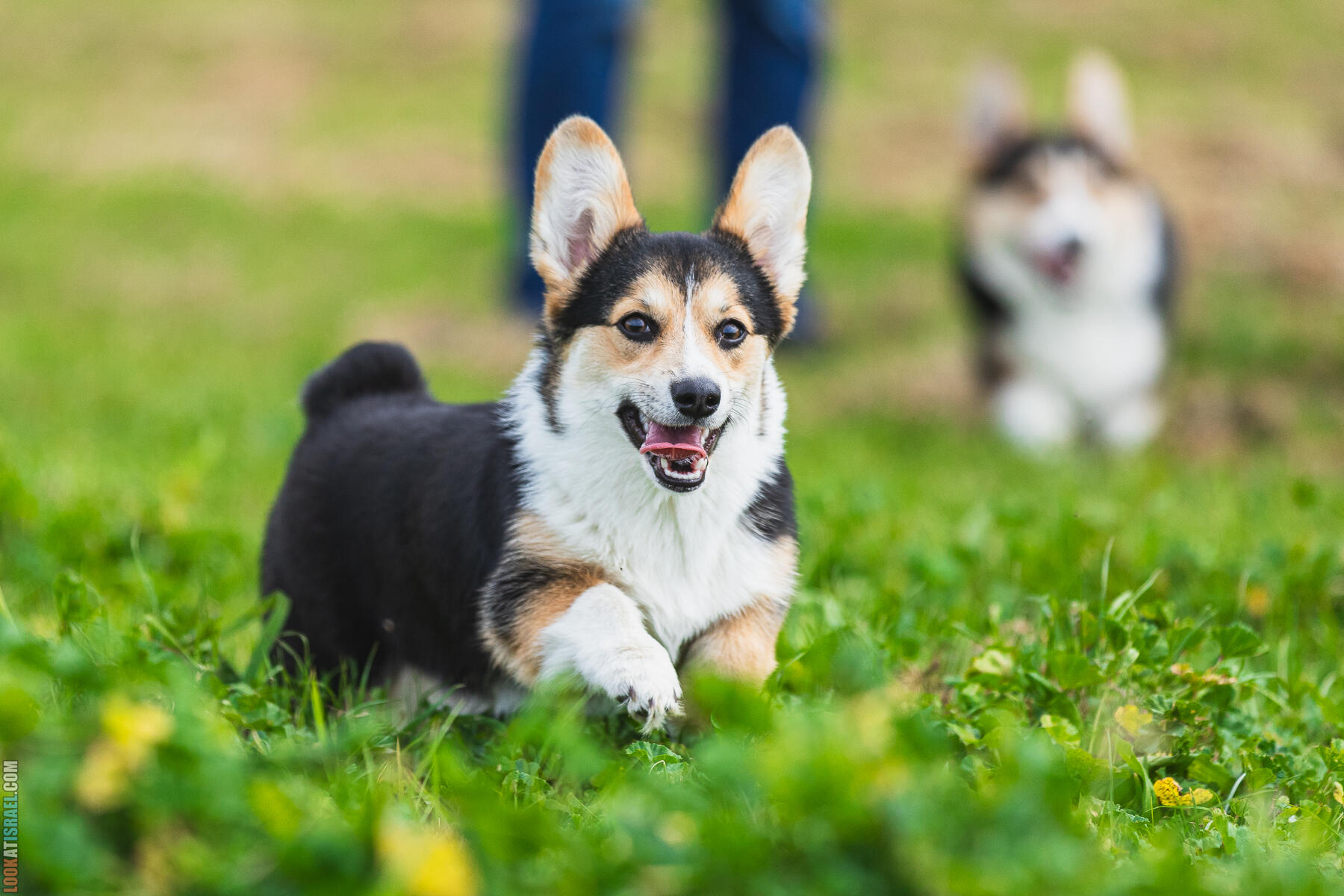 Питомник Welsh Corgi Sababa Shire - Встреча помета I - Eeevee & Qiwi - Sheldon Penny iPhone Bugagashenka