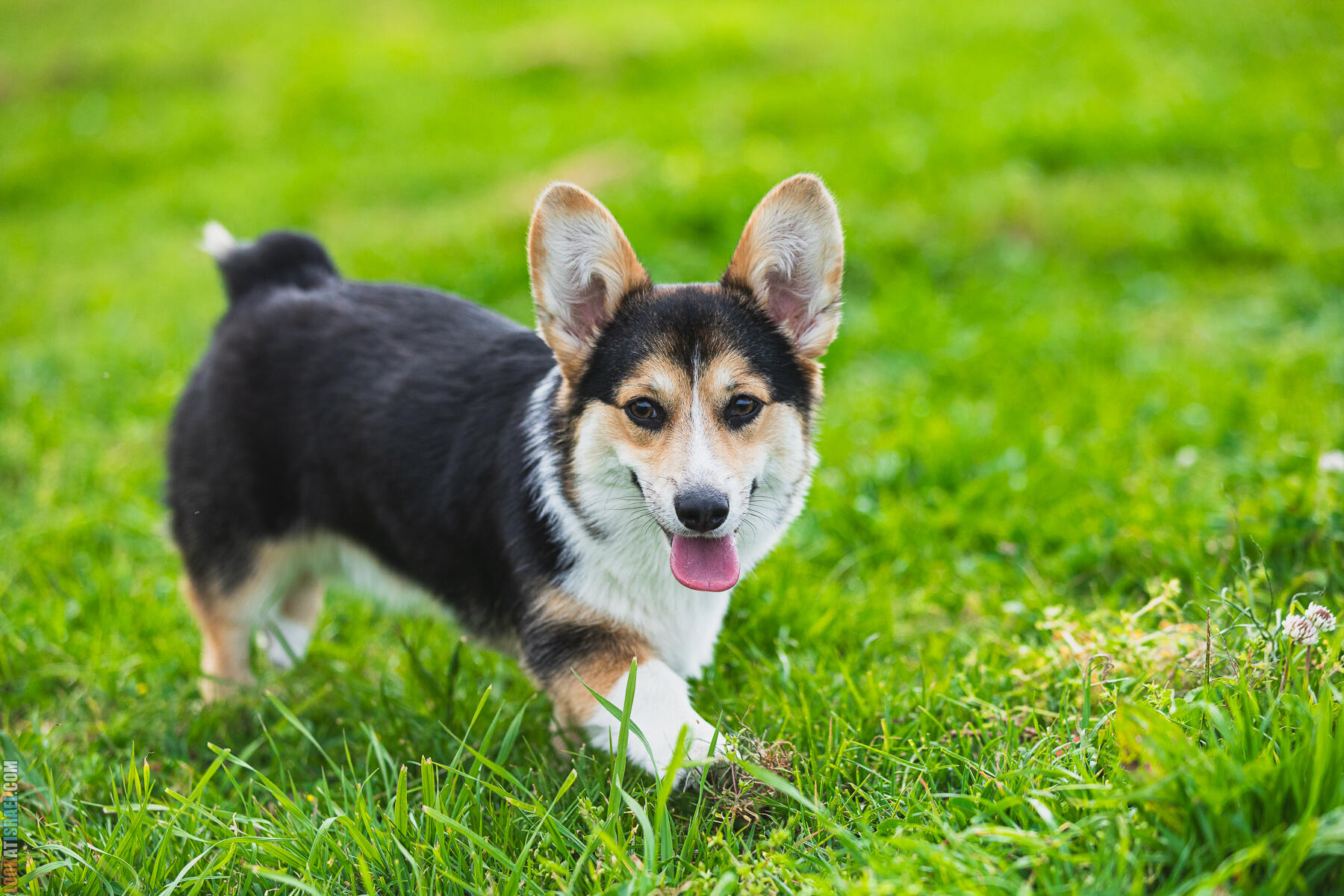 Питомник Welsh Corgi Sababa Shire - Встреча помета I - Eeevee & Qiwi - Sheldon Penny iPhone Bugagashenka