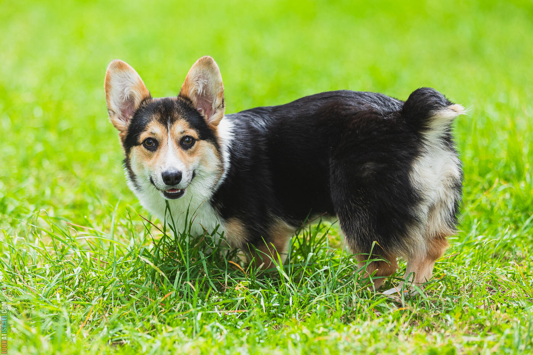 Питомник Welsh Corgi Sababa Shire - Встреча помета I - Eeevee & Qiwi - Sheldon Penny iPhone Bugagashenka