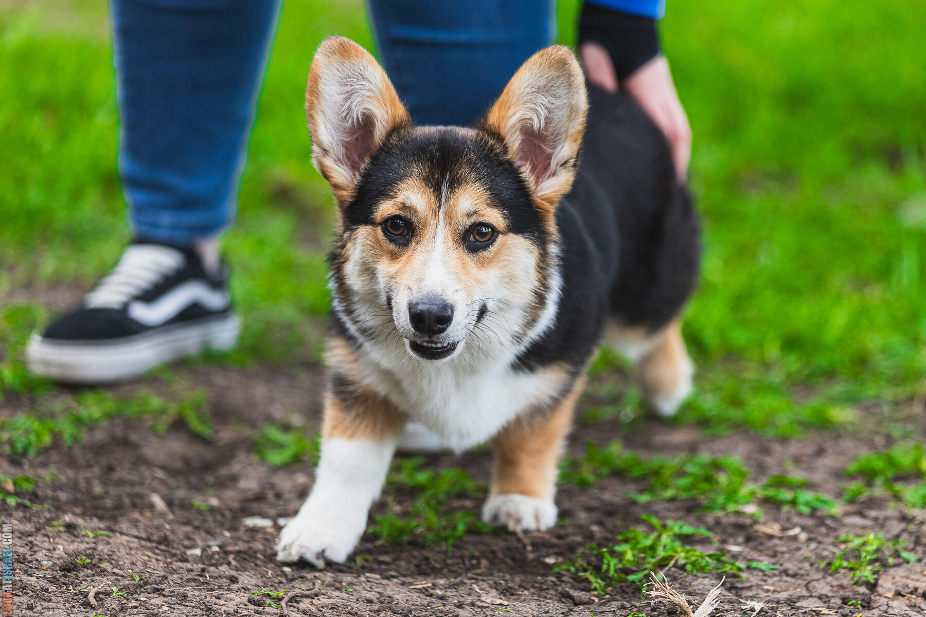 Питомник Welsh Corgi Sababa Shire - Встреча помета I - Eeevee & Qiwi - Sheldon Penny iPhone Bugagashenka