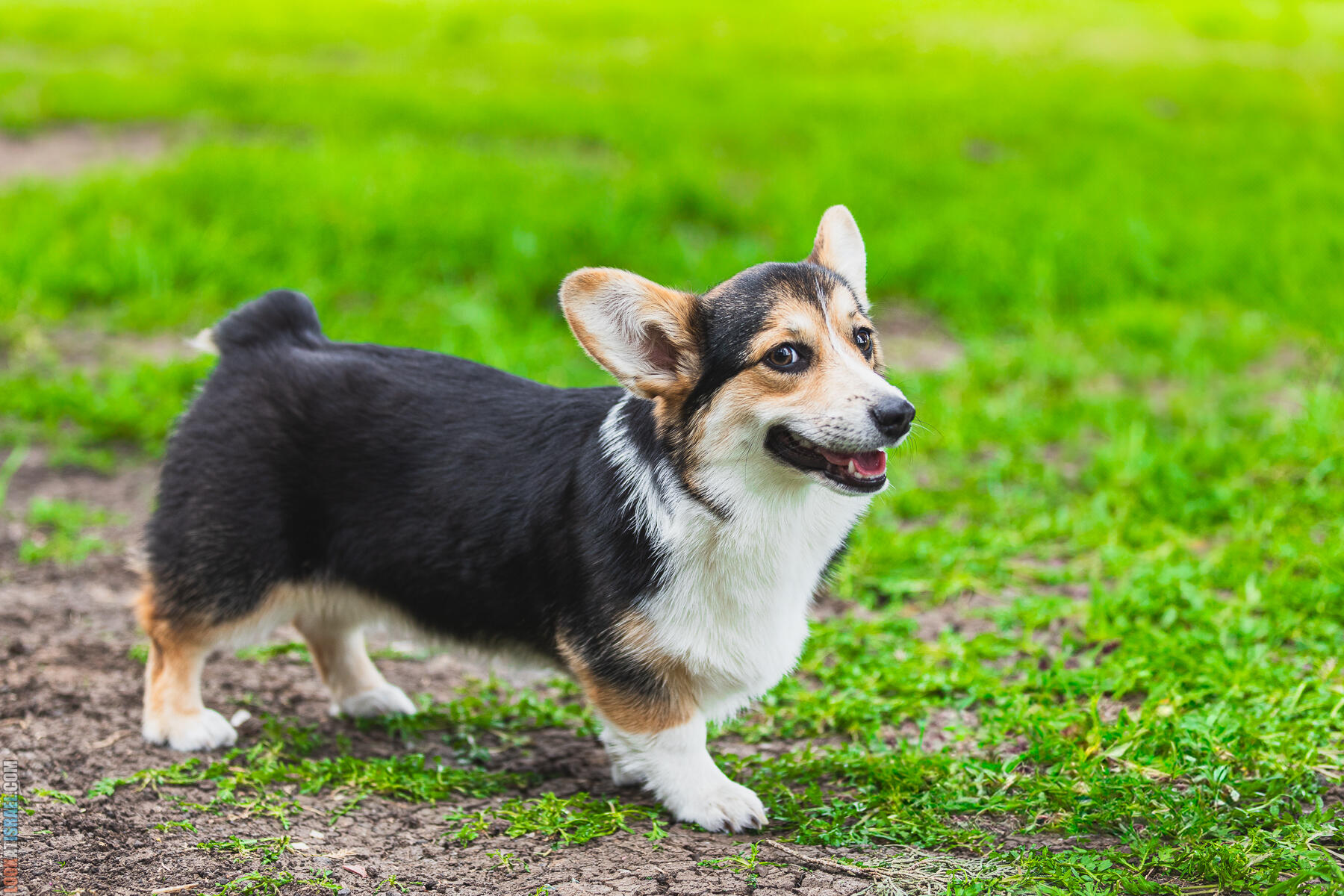 Питомник Welsh Corgi Sababa Shire - Встреча помета I - Eeevee & Qiwi - Sheldon Penny iPhone Bugagashenka