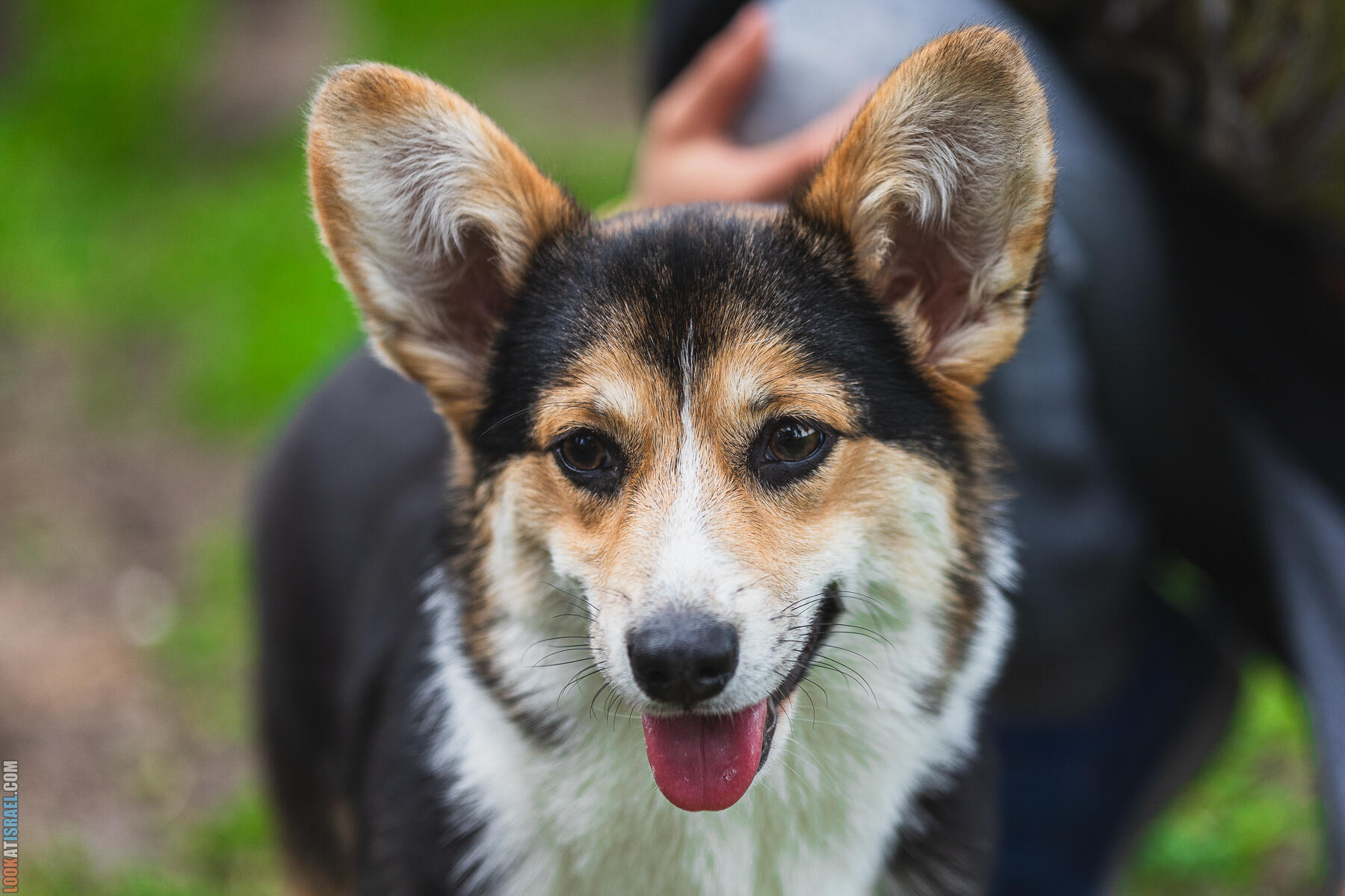 Питомник Welsh Corgi Sababa Shire - Встреча помета I - Eeevee & Qiwi - Sheldon Penny iPhone Bugagashenka