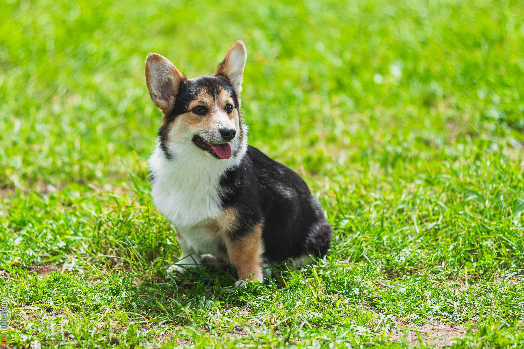 Питомник Welsh Corgi Sababa Shire - Встреча помета I - Eeevee & Qiwi - Sheldon Penny iPhone Bugagashenka