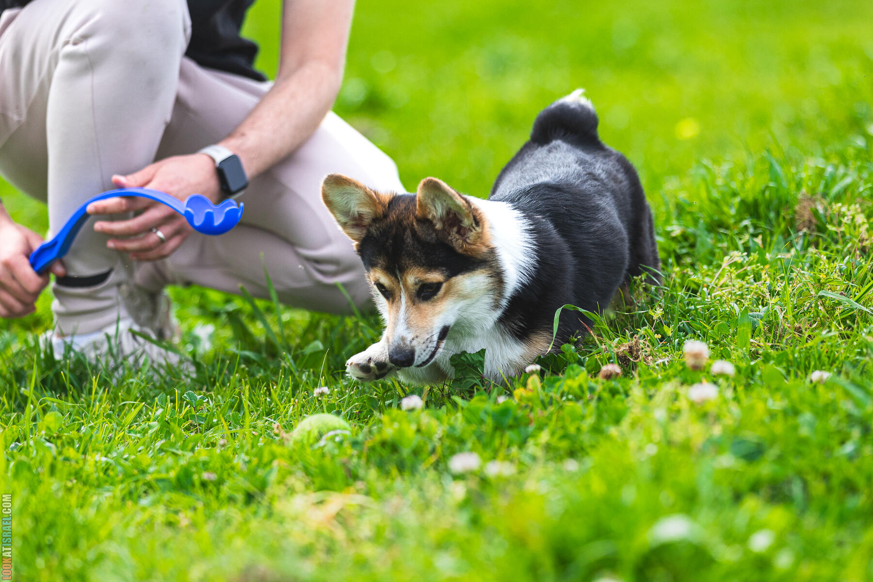 Питомник Welsh Corgi Sababa Shire - Встреча помета I - Eeevee & Qiwi - Sheldon Penny iPhone Bugagashenka