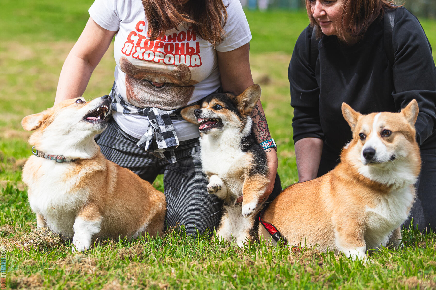 Питомник Welsh Corgi Sababa Shire - Встреча помета I - Eeevee & Qiwi - Sheldon Penny iPhone Bugagashenka