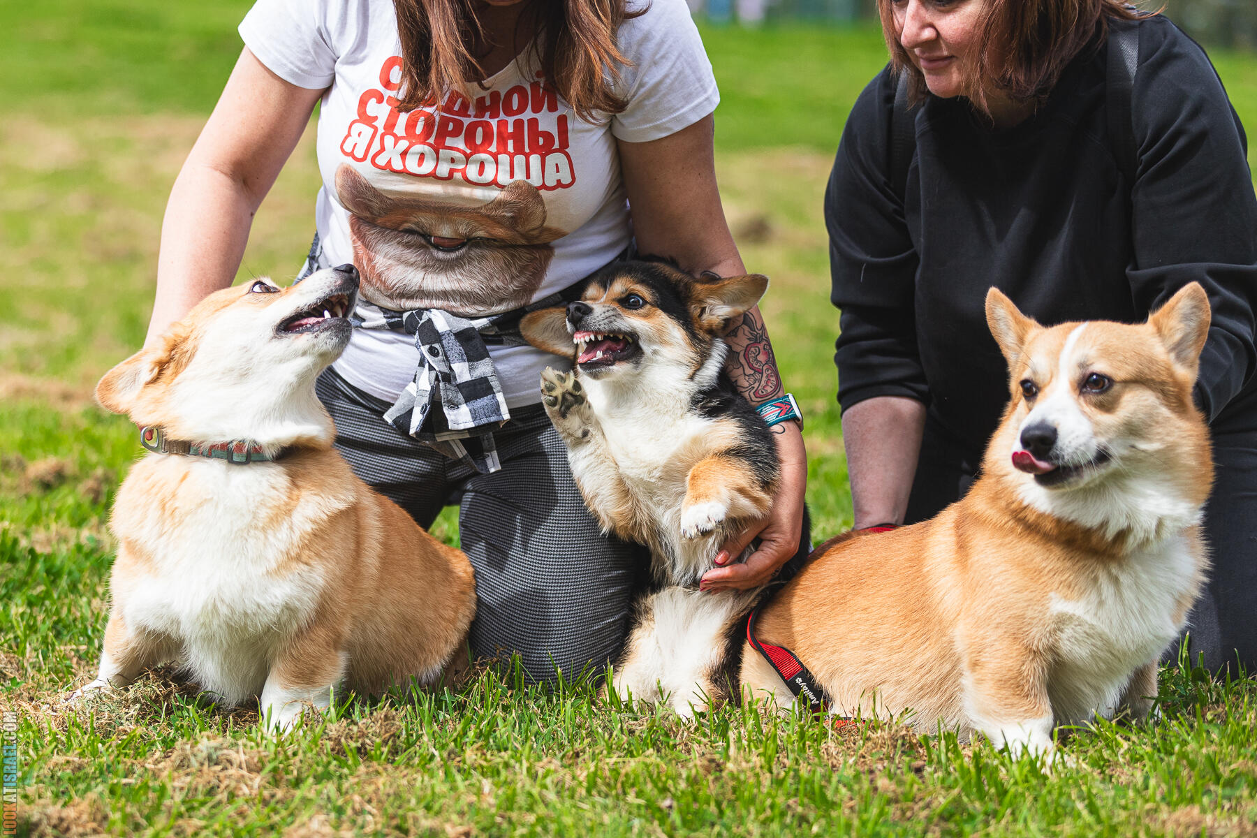 Питомник Welsh Corgi Sababa Shire - Встреча помета I - Eeevee & Qiwi - Sheldon Penny iPhone Bugagashenka