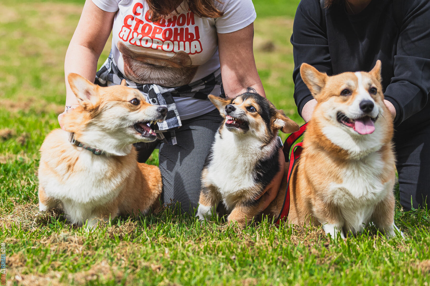 Питомник Welsh Corgi Sababa Shire - Встреча помета I - Eeevee & Qiwi - Sheldon Penny iPhone Bugagashenka