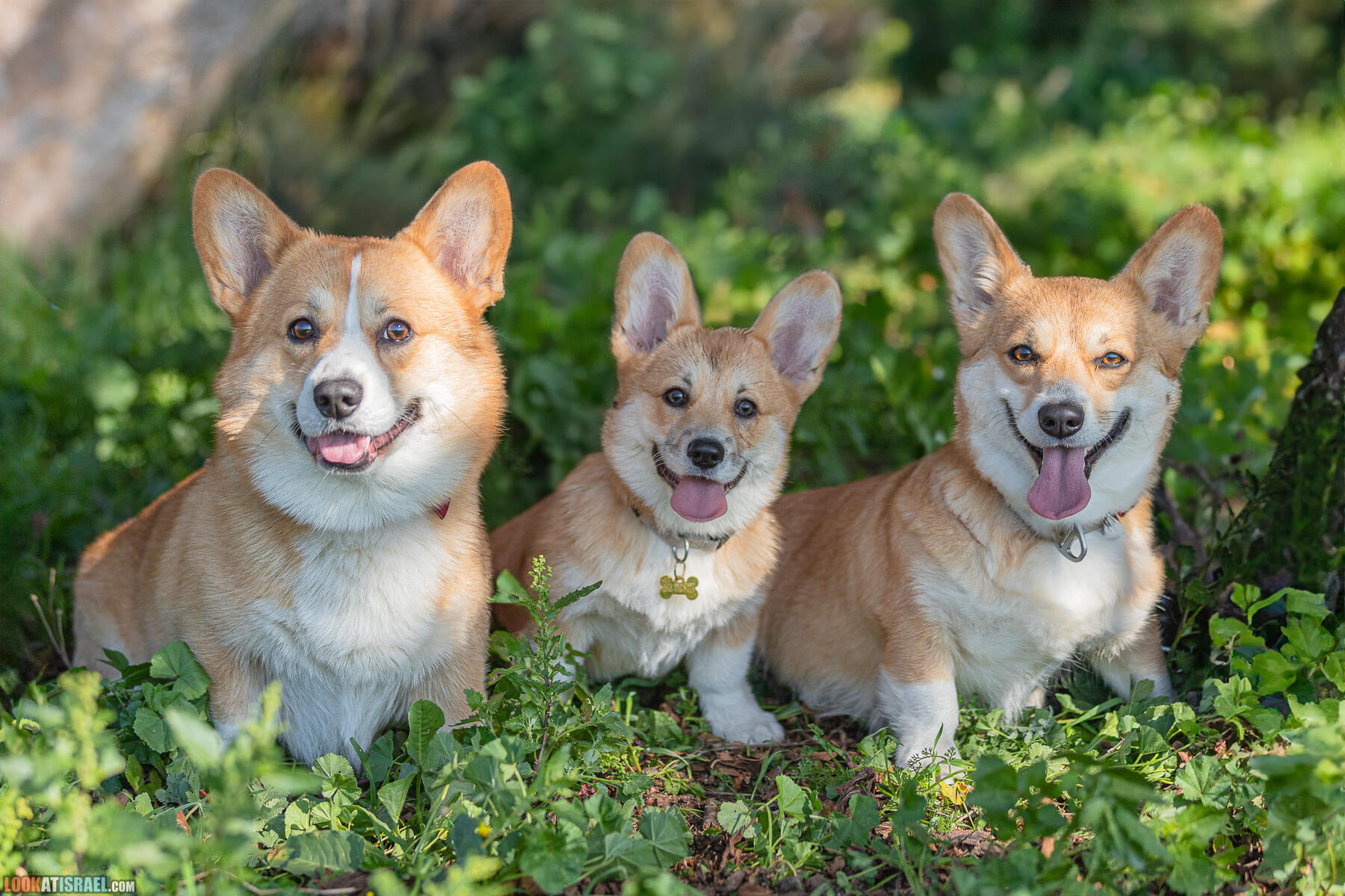 Питомник Welsh Corgi Sababa Shire - Встреча помета I - Eeevee & Qiwi - Sheldon Penny iPhone Bugagashenka