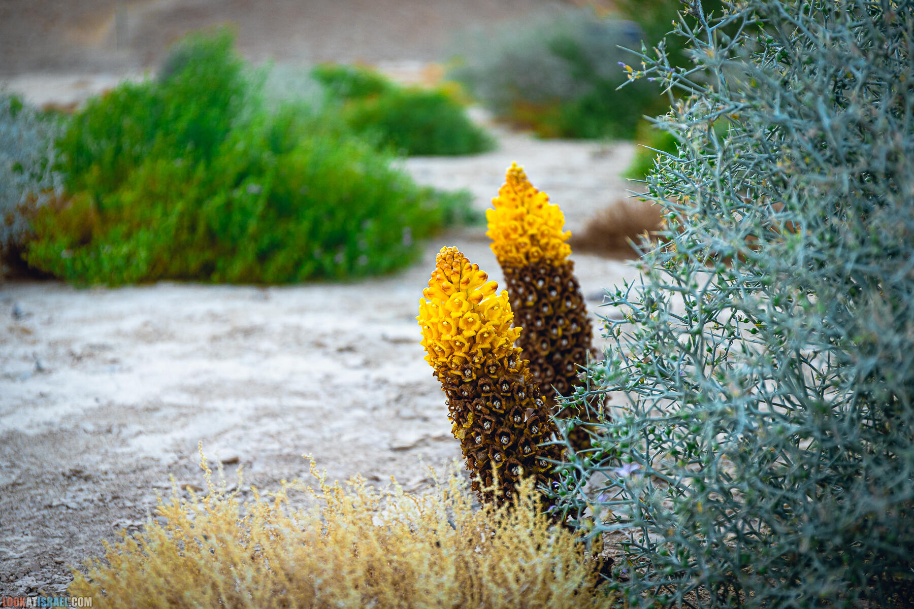 Цистанхе (Cistanche deserticola - יחנוק המדבר) - растение семейства Заразиховые (Orobanchaceae)
