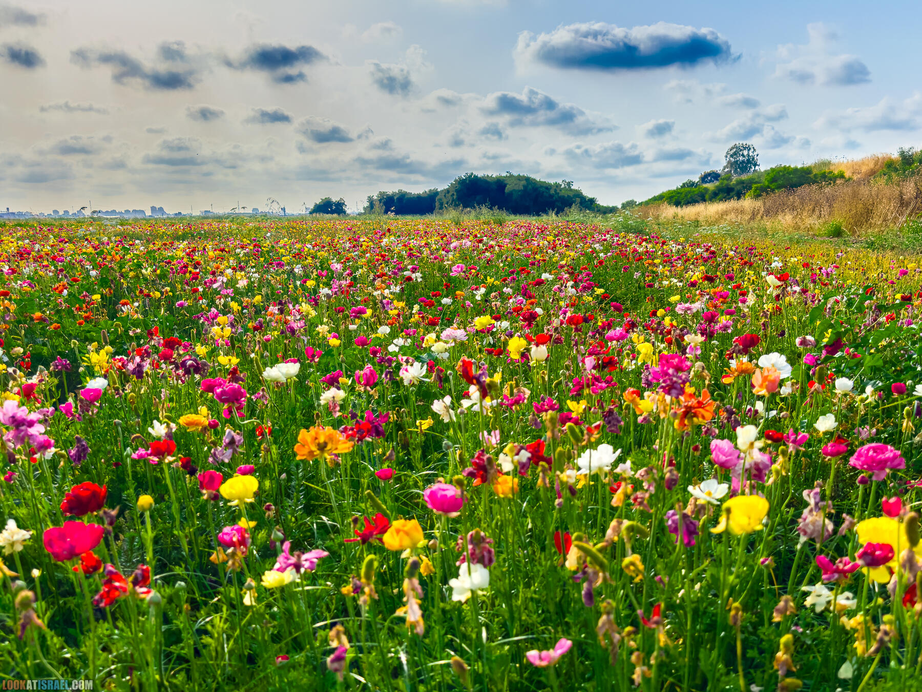 Где посмотреть цветение ранункулус в Израиле
