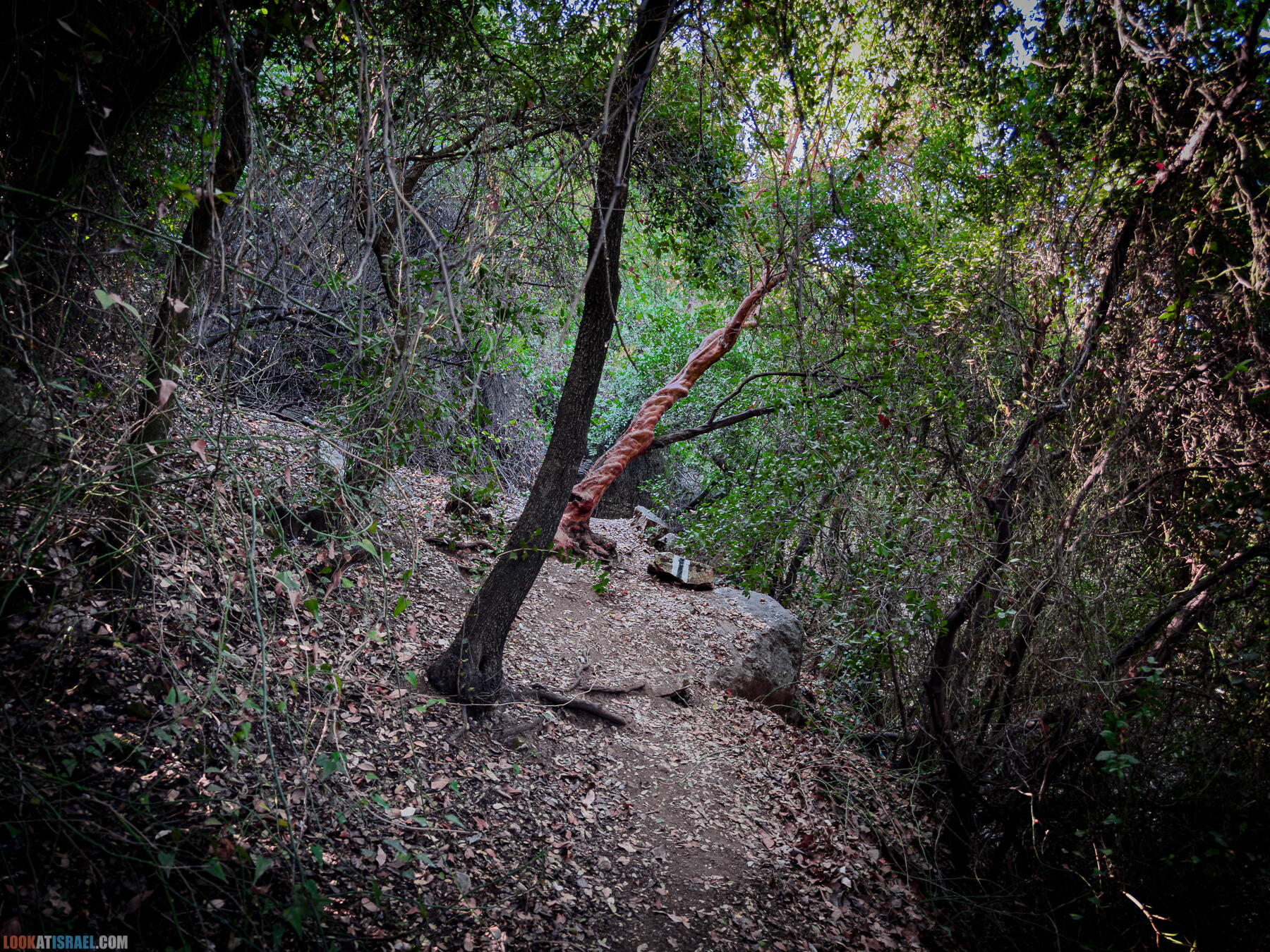 Корги в Сорек и ущелье Земляничных деревьев Катлав