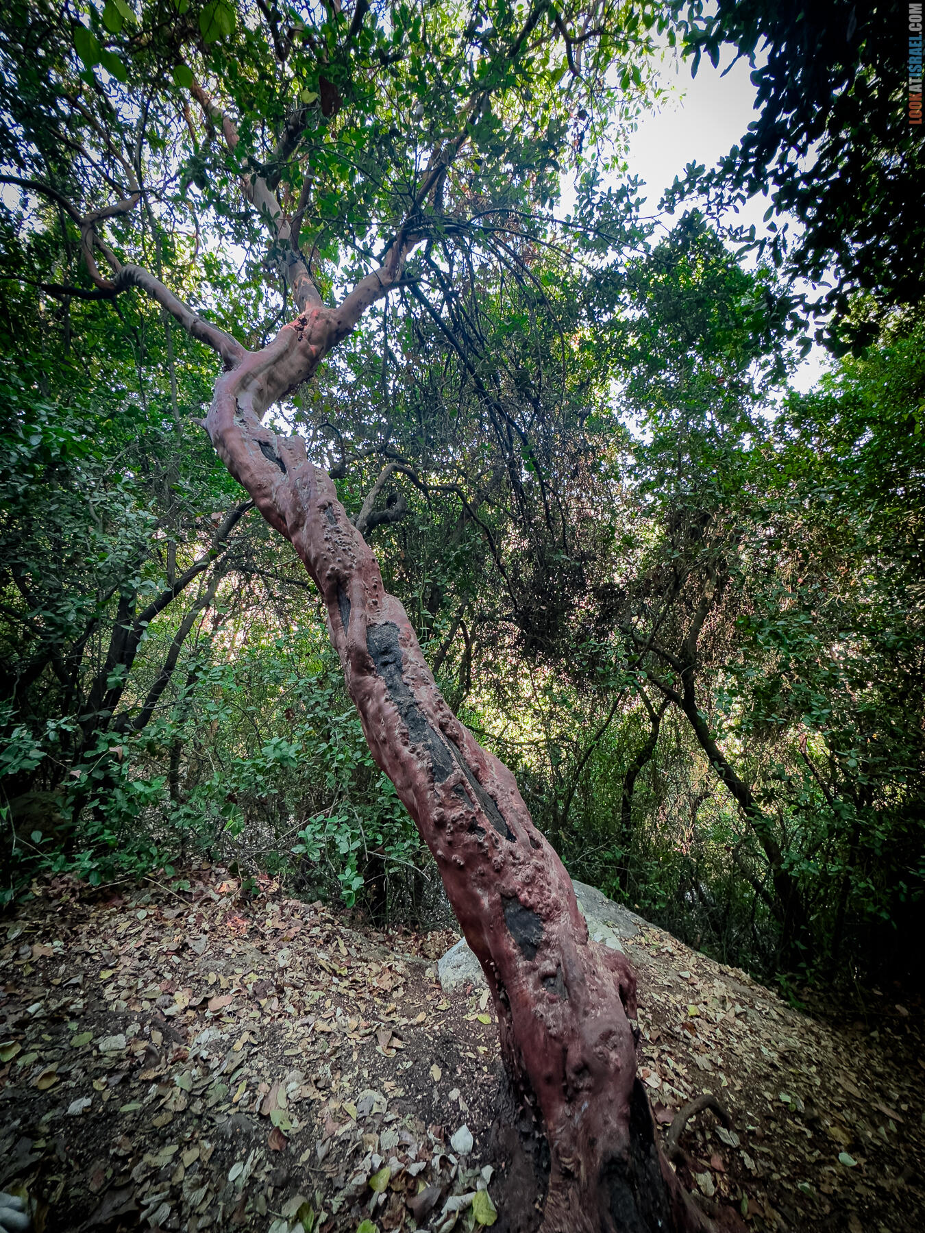 Корги в Сорек и ущелье Земляничных деревьев Катлав