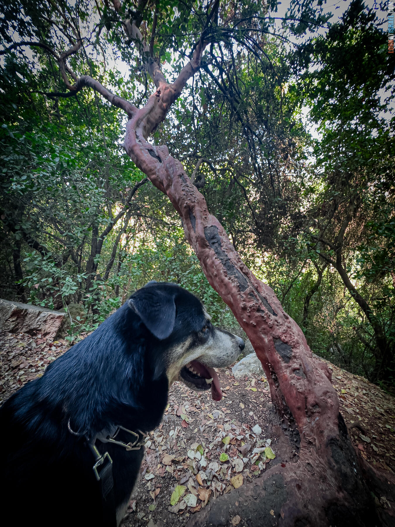 Корги в Сорек и ущелье Земляничных деревьев Катлав