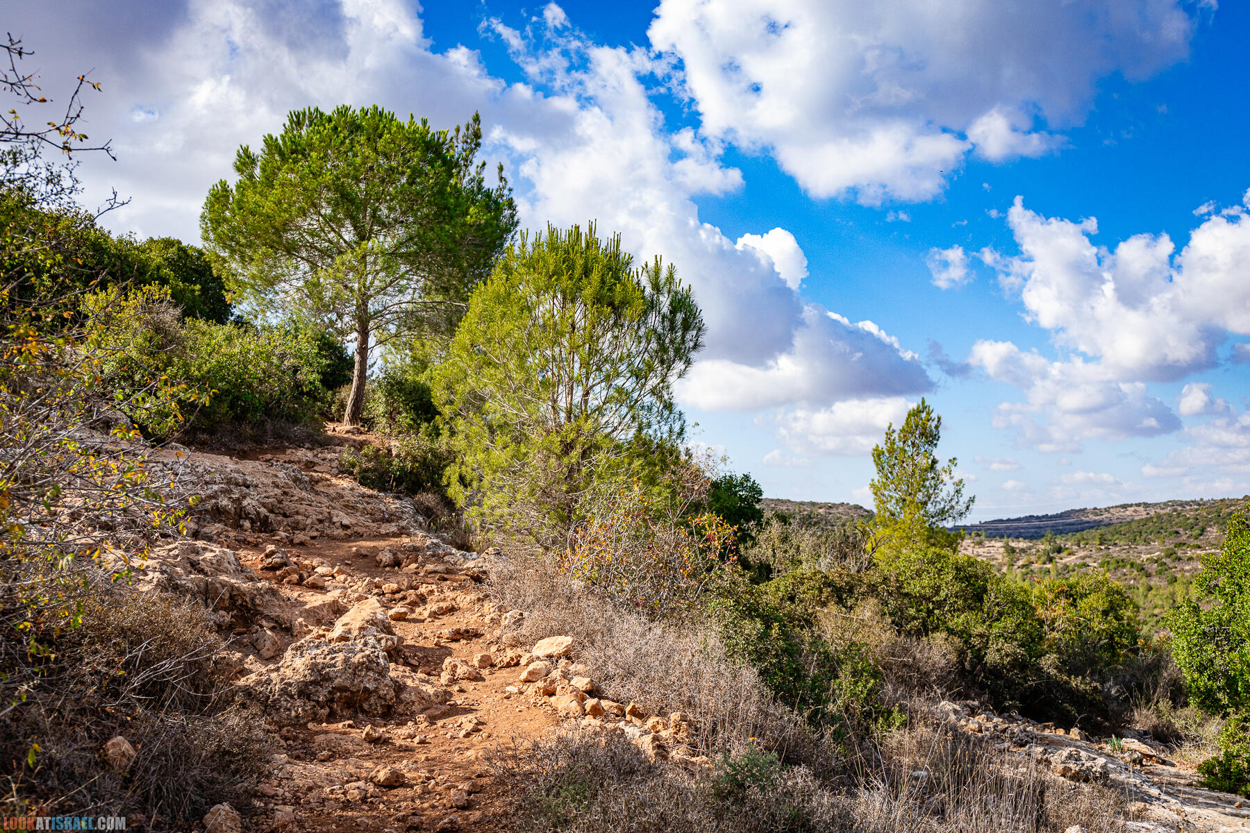 У черного леса ухо в печи и дикобраз на пути!