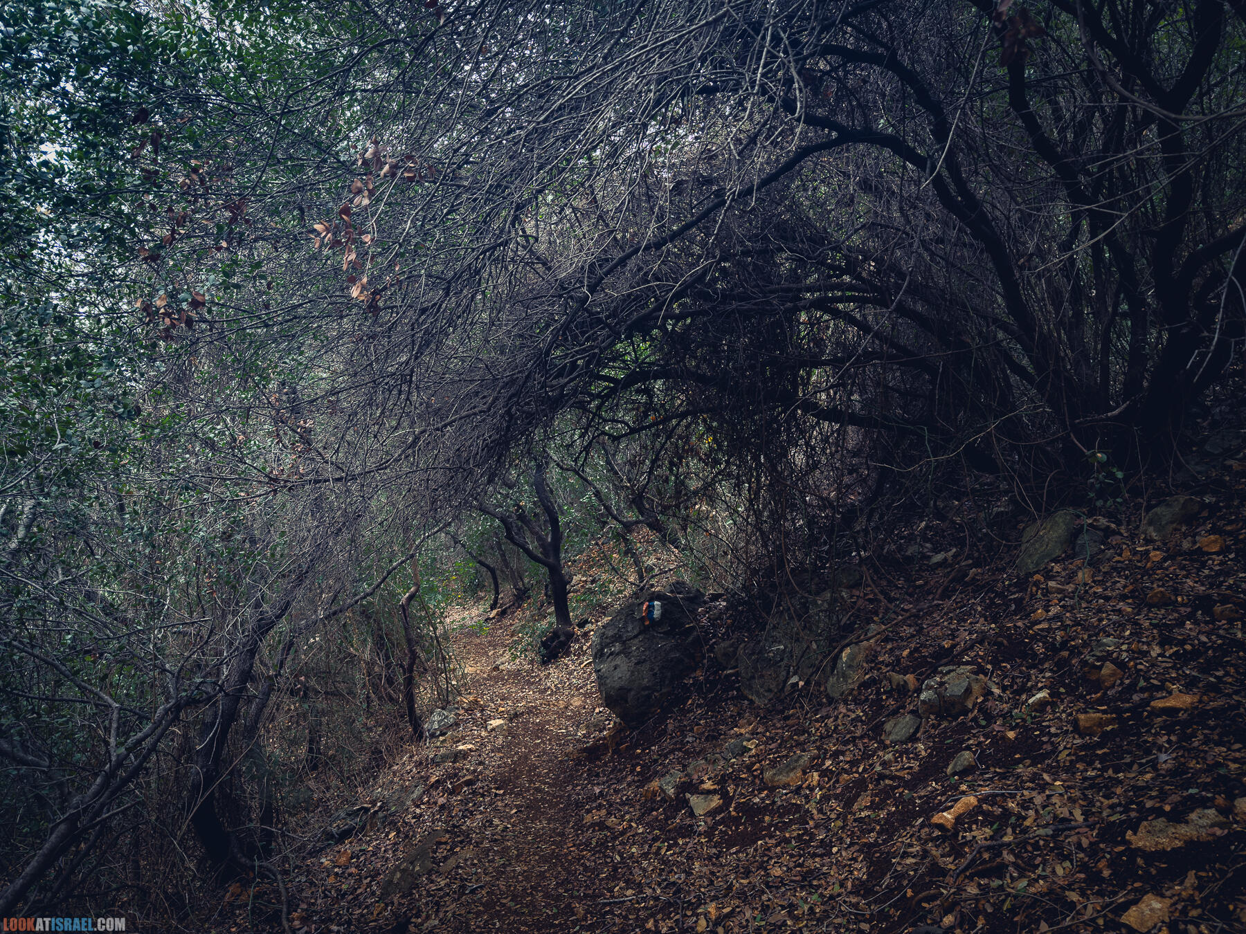 Из Ягура в чащу тропы Израиля