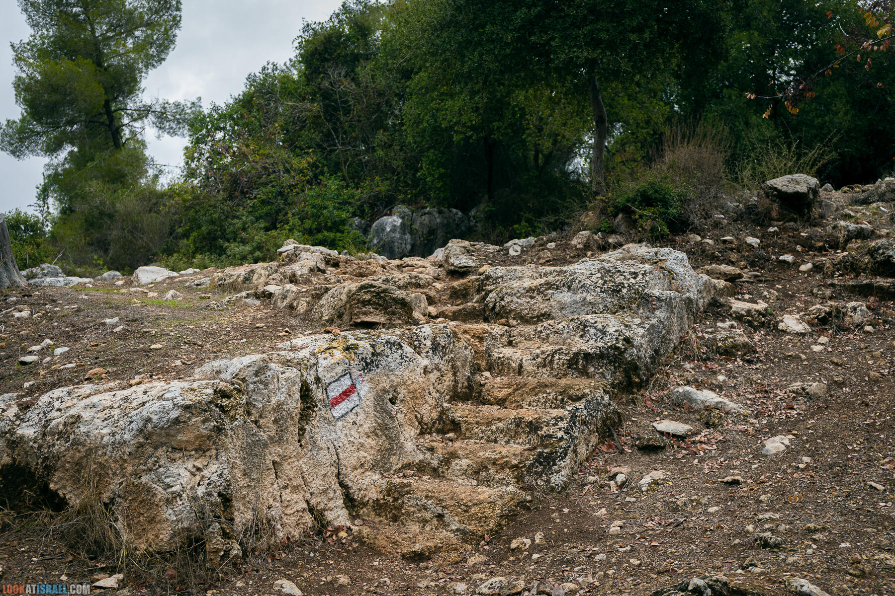 Прогулки с собакой в Израиле - Тропа Цезаря и ущелье кузнечиков в Иерусалимских горах и