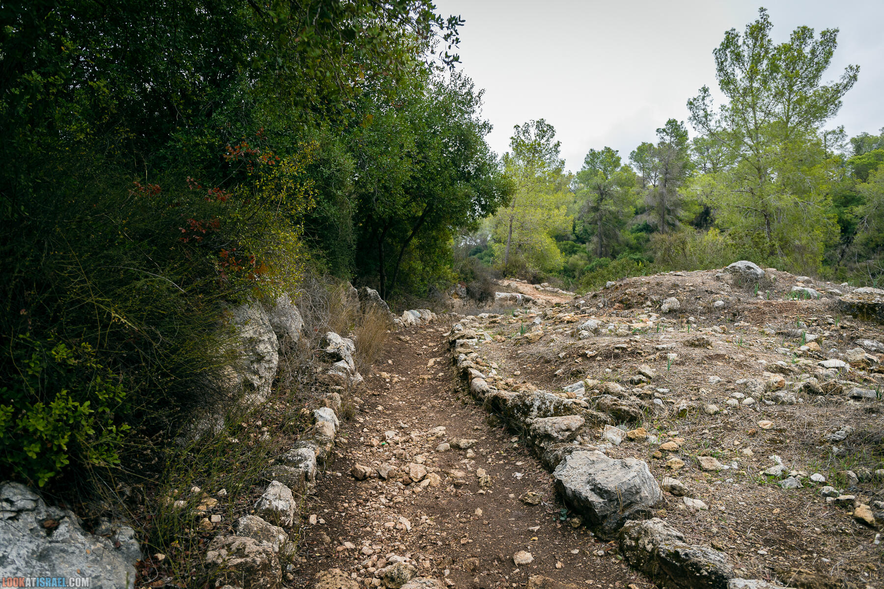 Прогулки с собакой в Израиле - Тропа Цезаря и ущелье кузнечиков в Иерусалимских горах и