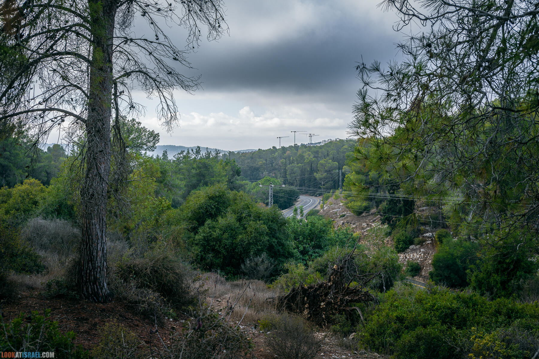 Прогулки с собакой в Израиле - Тропа Цезаря и ущелье кузнечиков в Иерусалимских горах и