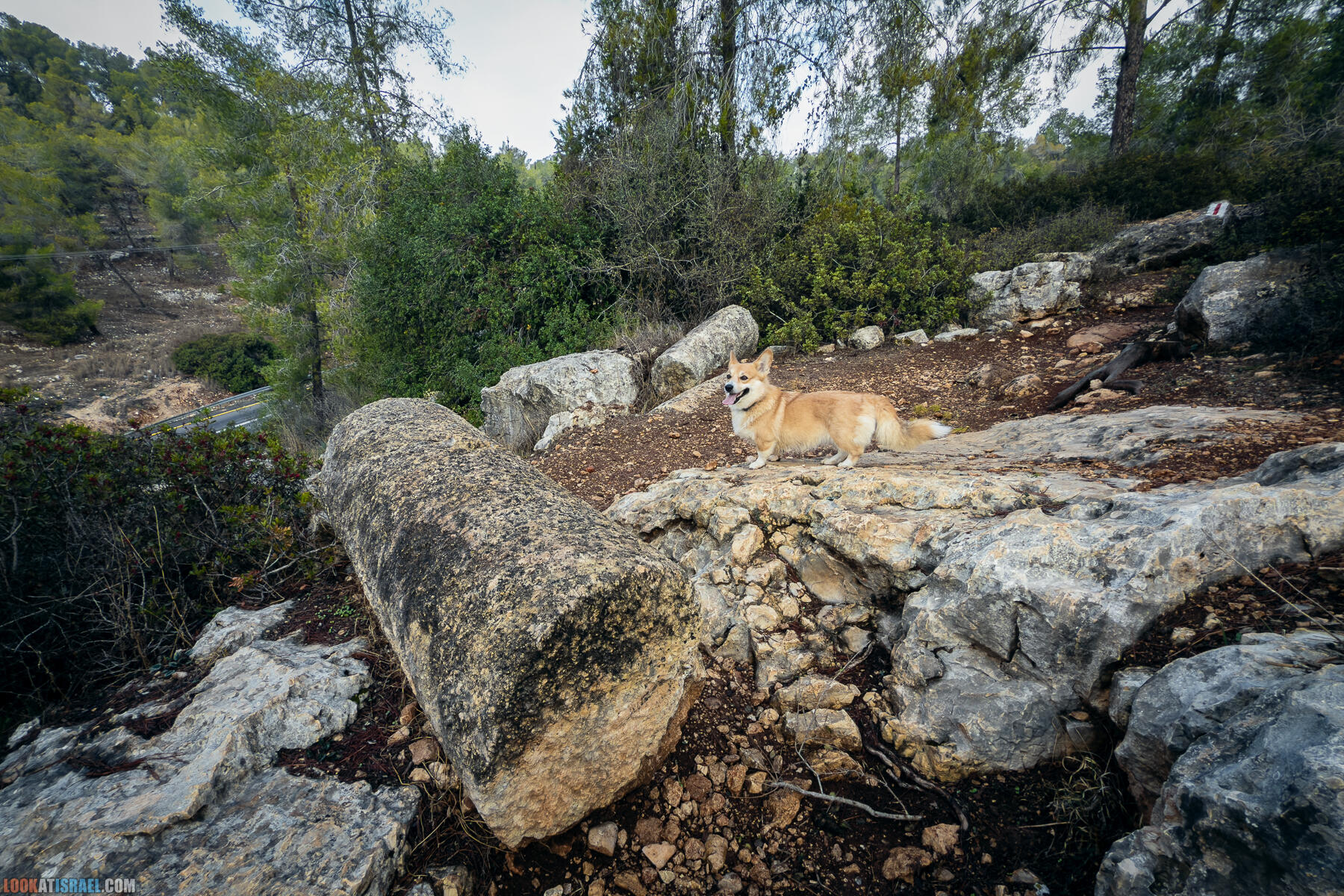 Прогулки с собакой в Израиле - Тропа Цезаря и ущелье кузнечиков в Иерусалимских горах и