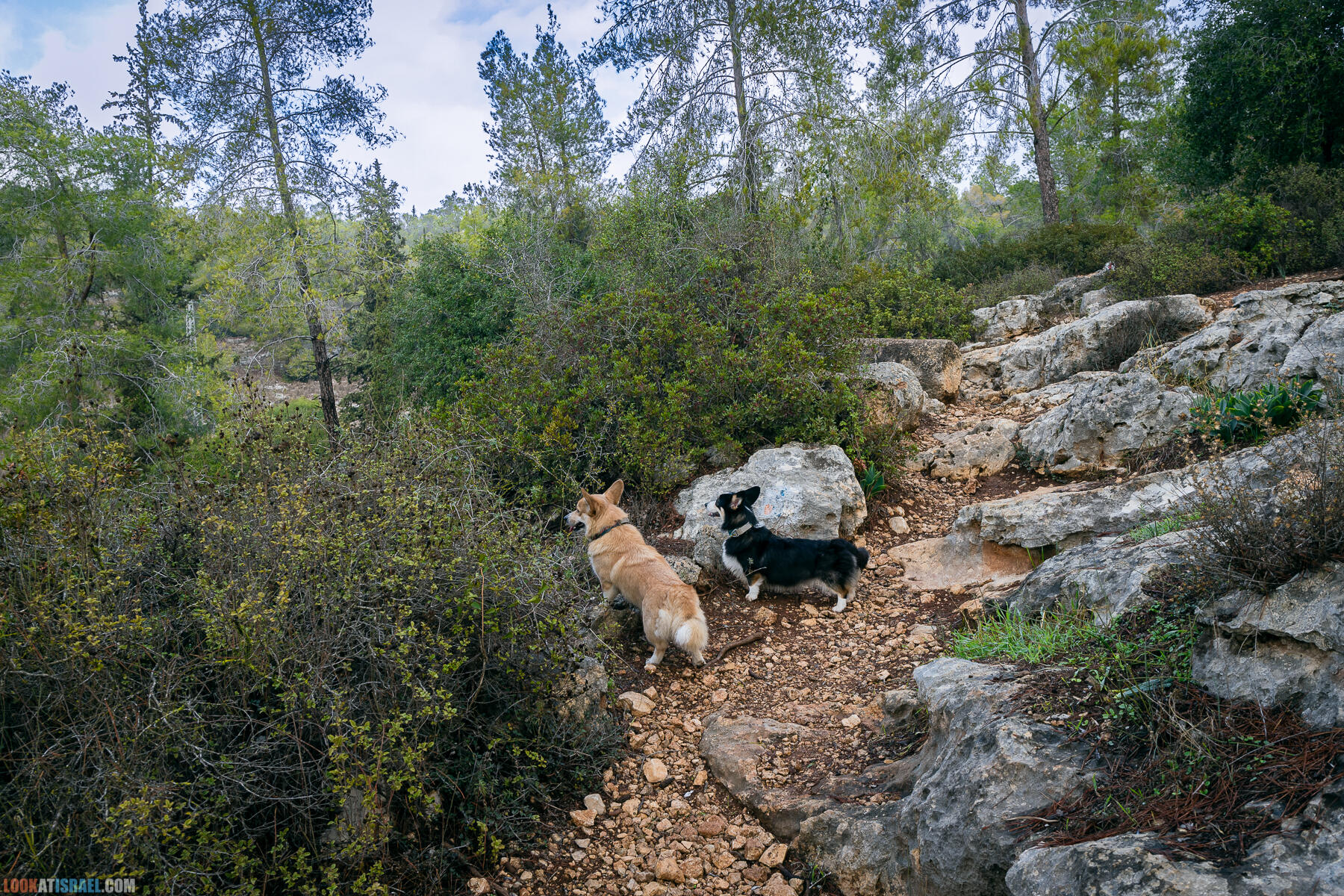 Прогулки с собакой в Израиле - Тропа Цезаря и ущелье кузнечиков в Иерусалимских горах и