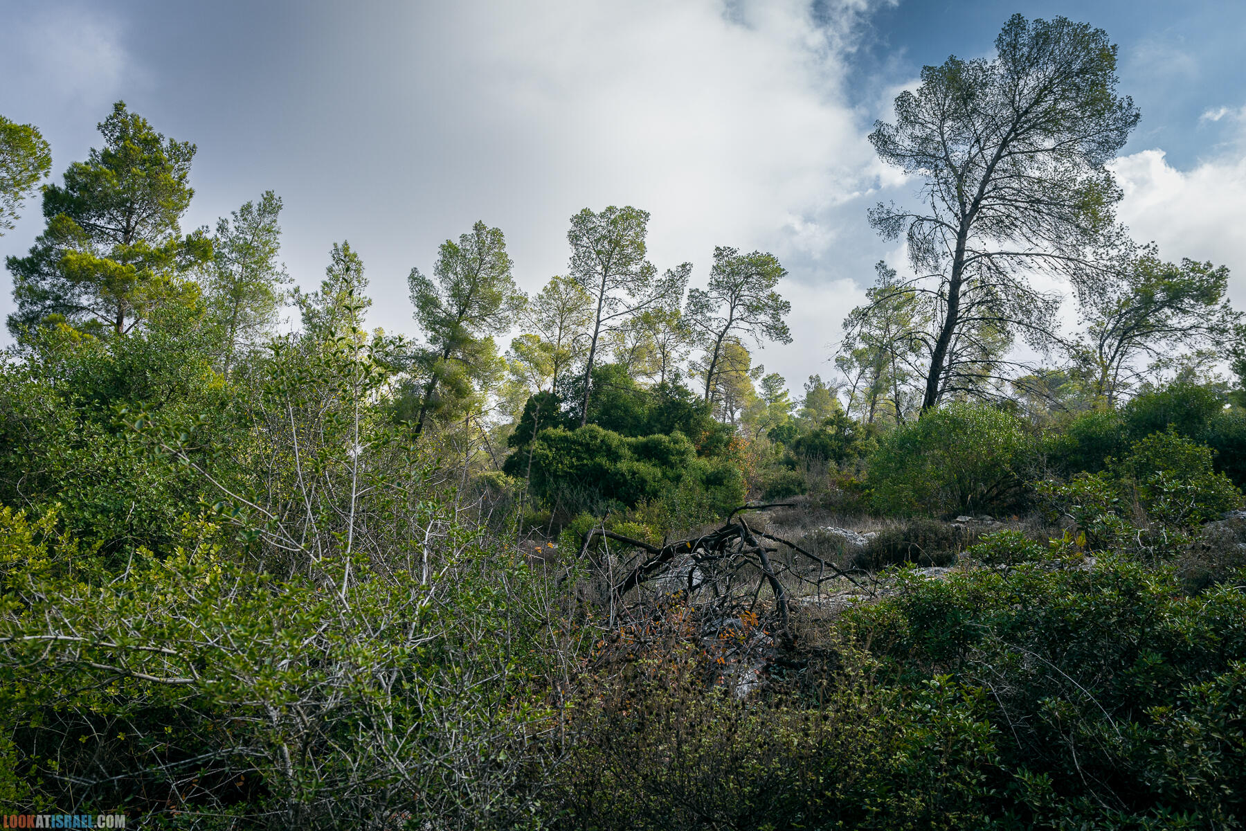 Прогулки с собакой в Израиле - Тропа Цезаря и ущелье кузнечиков в Иерусалимских горах и