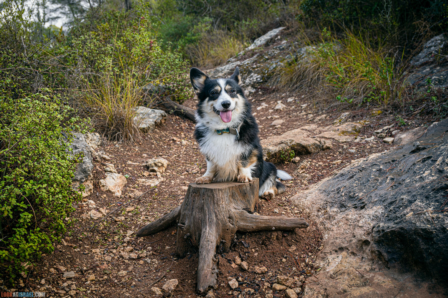 Прогулки с собакой в Израиле - Тропа Цезаря и ущелье кузнечиков в Иерусалимских горах и
