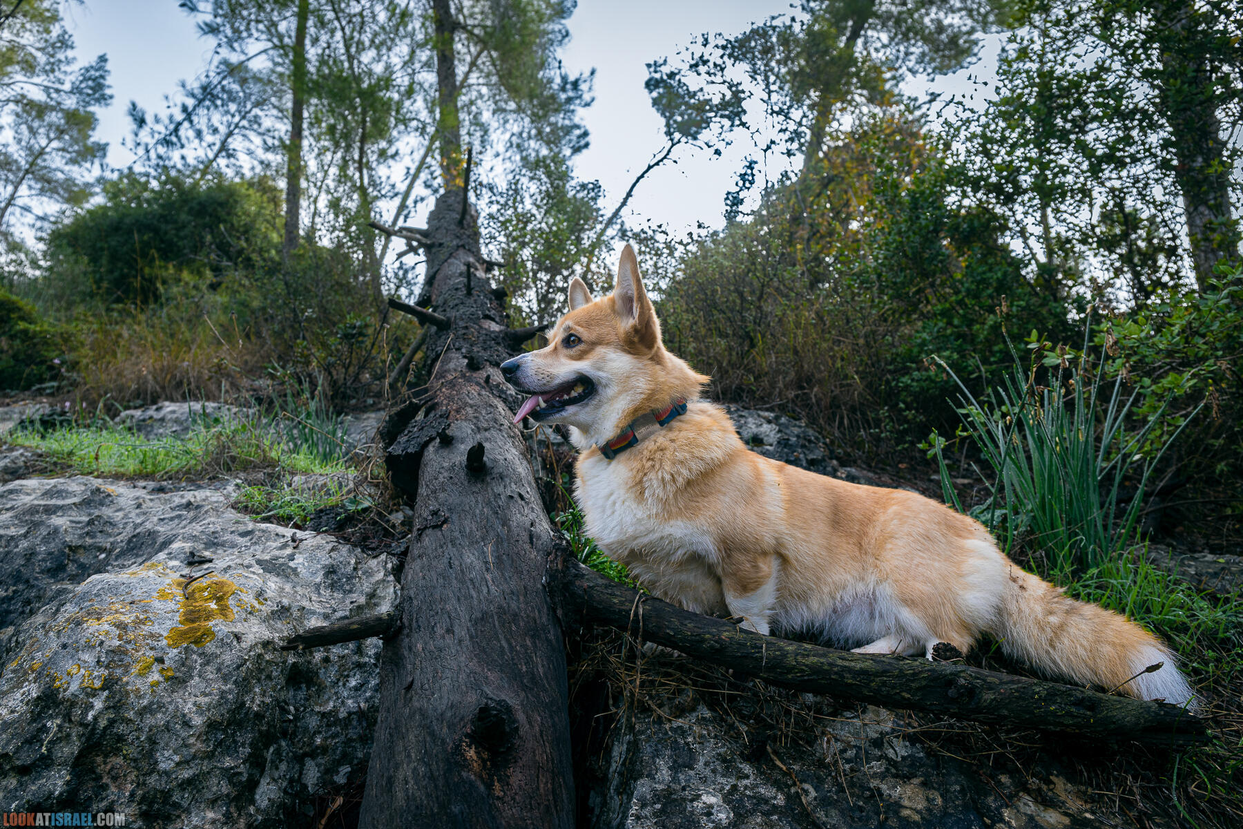 Прогулки с собакой в Израиле - Тропа Цезаря и ущелье кузнечиков в Иерусалимских горах и