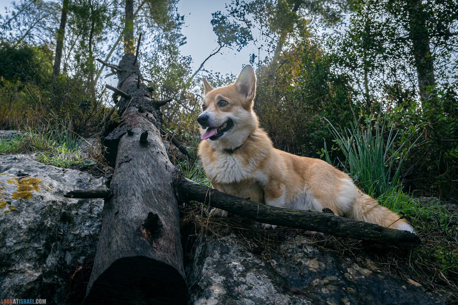 Прогулки с собакой в Израиле - Тропа Цезаря и ущелье кузнечиков в Иерусалимских горах и