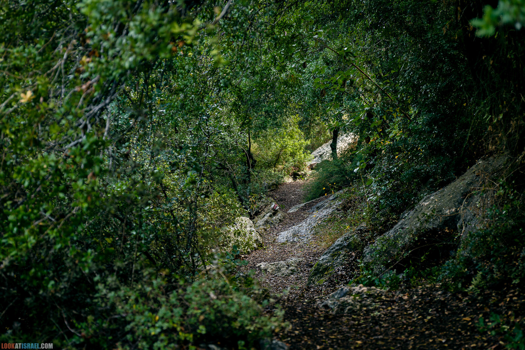 Прогулки с собакой в Израиле - Тропа Цезаря и ущелье кузнечиков в Иерусалимских горах и