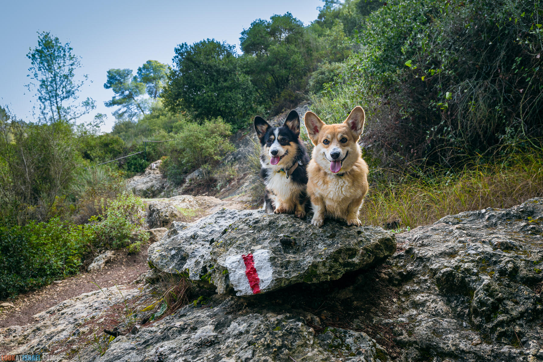 Прогулки с собакой в Израиле - Тропа Цезаря и ущелье кузнечиков в Иерусалимских горах