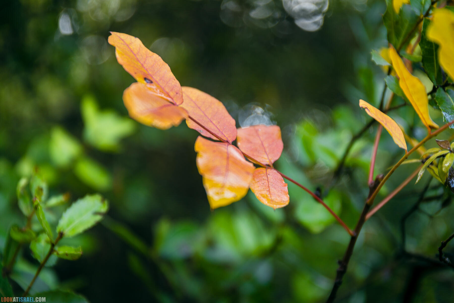 Прогулки с собакой в Израиле - Тропа Цезаря и ущелье кузнечиков в Иерусалимских горах