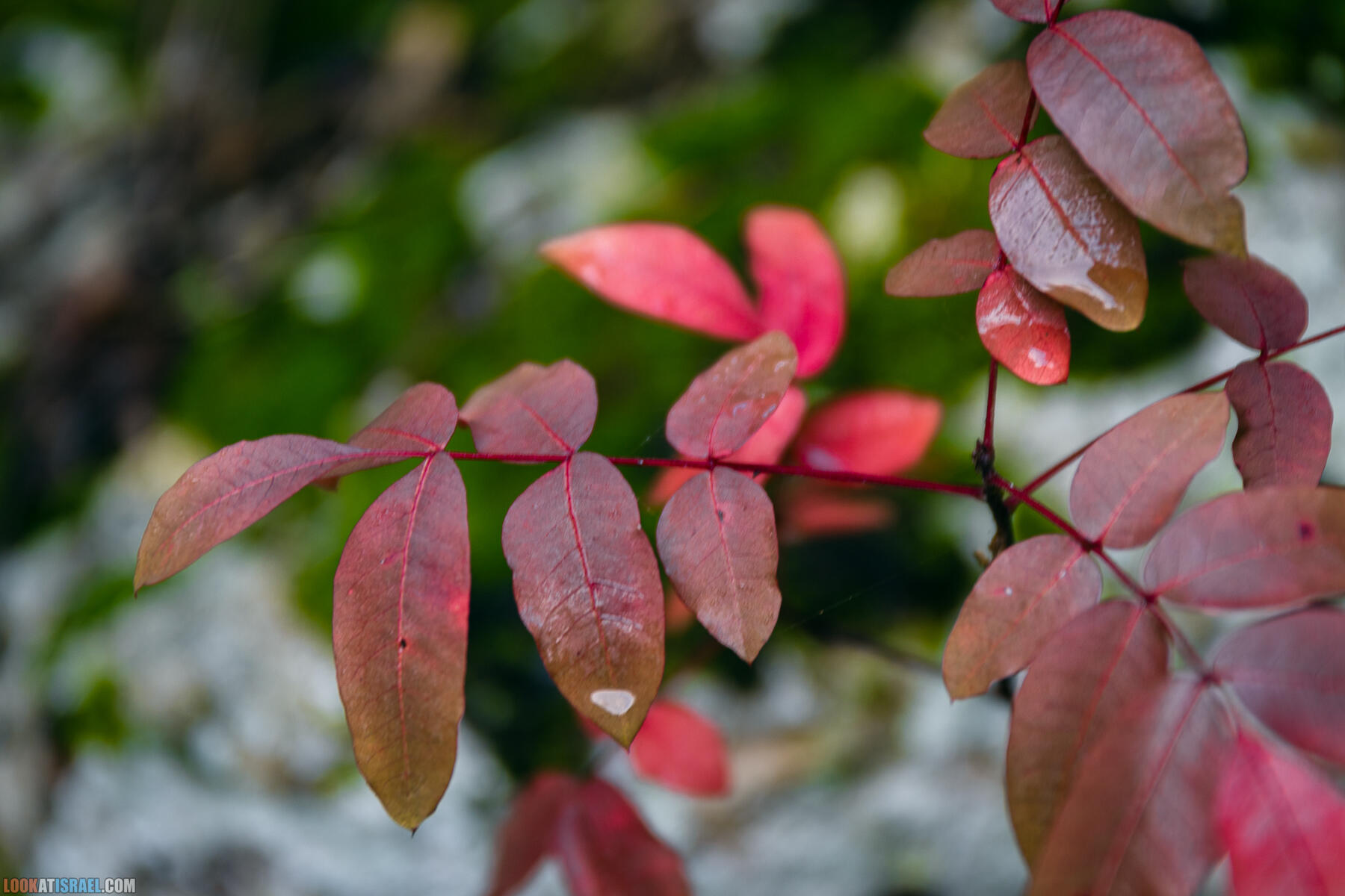 Прогулки с собакой в Израиле - Тропа Цезаря и ущелье кузнечиков в Иерусалимских горах