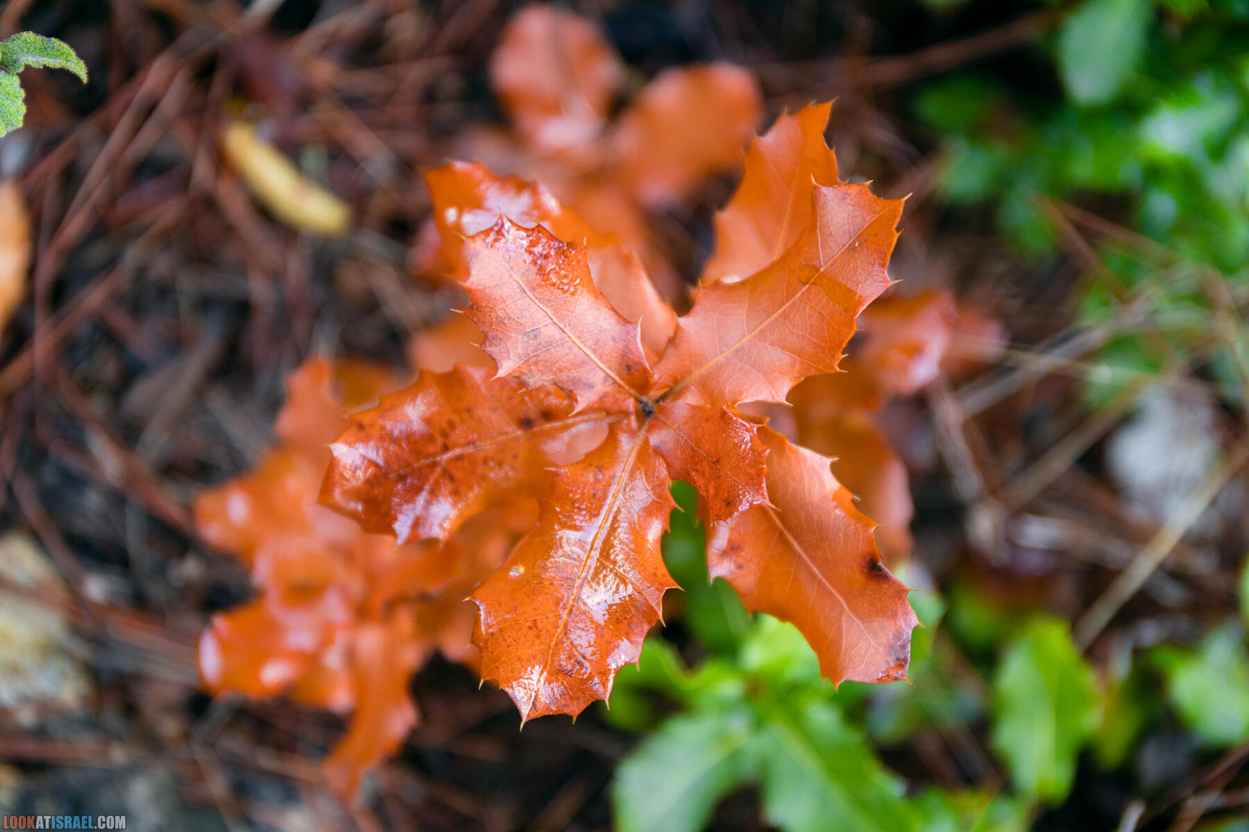 Прогулки с собакой в Израиле - Тропа Цезаря и ущелье кузнечиков в Иерусалимских горах