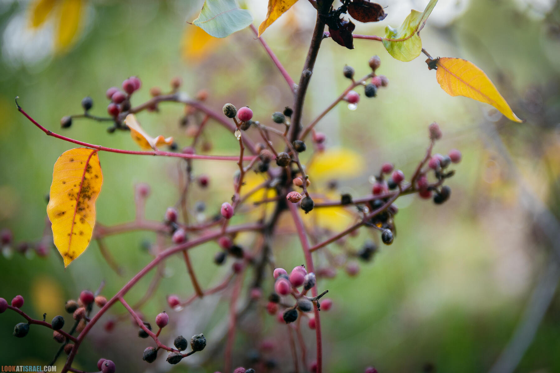 Прогулки с собакой в Израиле - Тропа Цезаря и ущелье кузнечиков в Иерусалимских горах