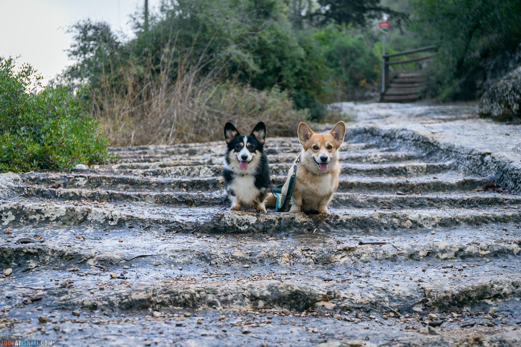 Прогулки с собакой в Израиле - Тропа Цезаря и ущелье кузнечиков в Иерусалимских горах и