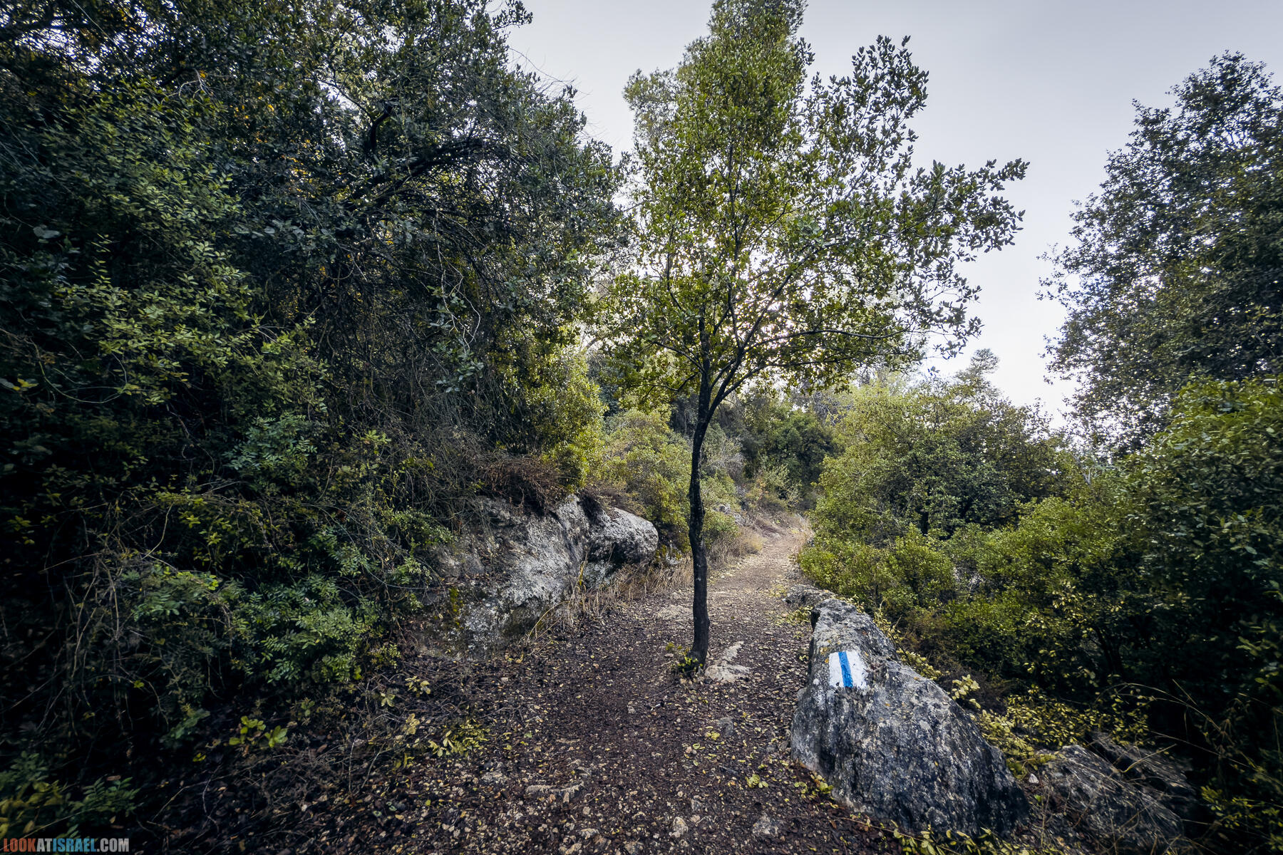 Прогулки с собакой в Израиле - Тропа Цезаря и ущелье кузнечиков в Иерусалимских горах и