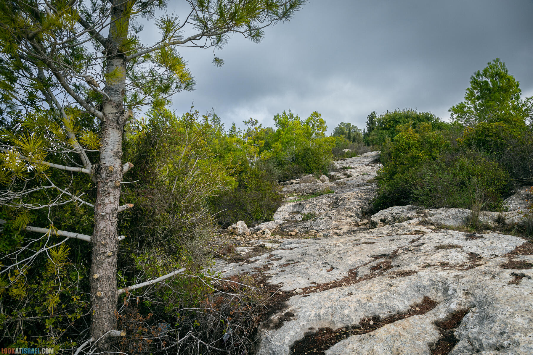 Прогулки с собакой в Израиле - Тропа Цезаря и ущелье кузнечиков в Иерусалимских горах и