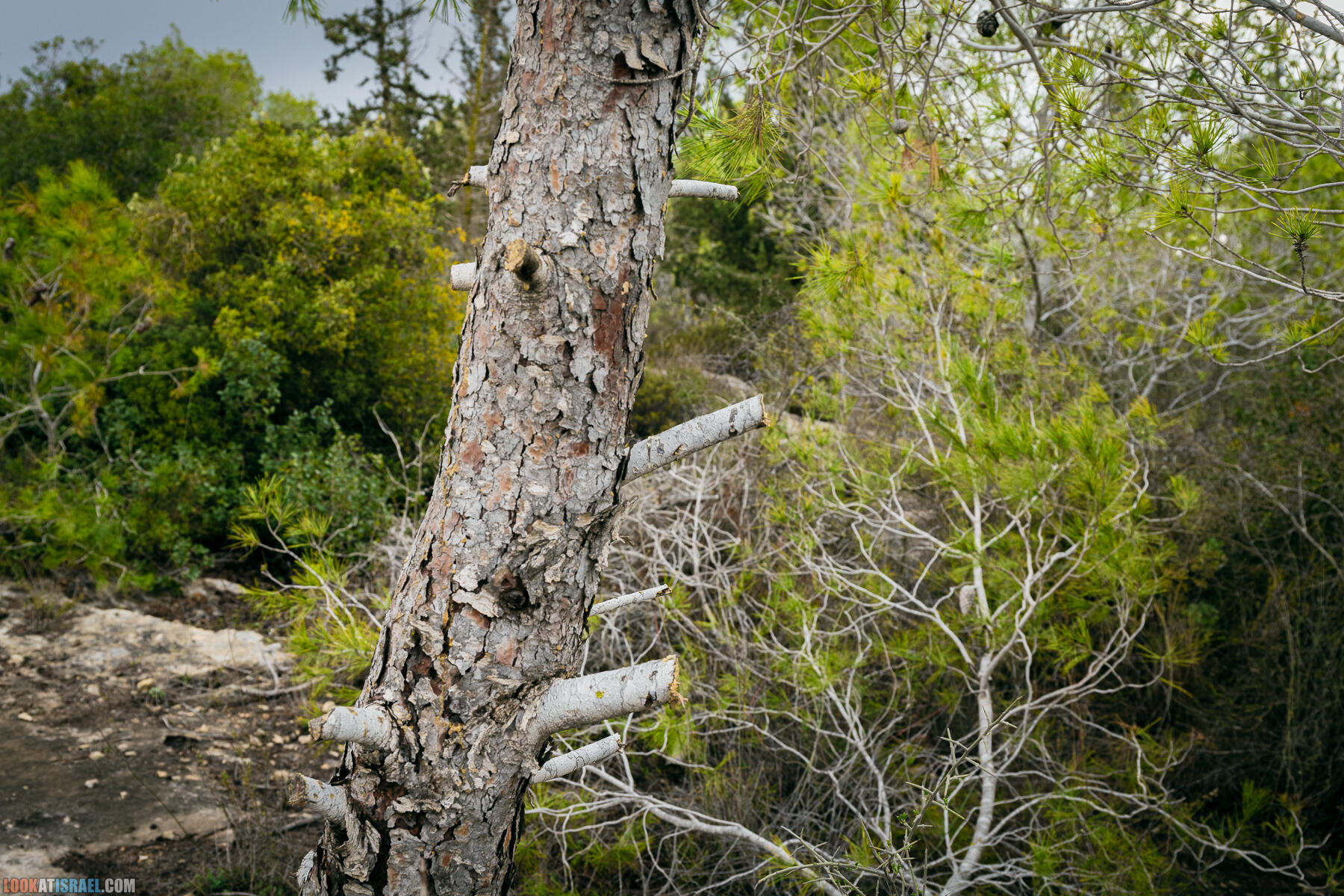 Прогулки с собакой в Израиле - Тропа Цезаря и ущелье кузнечиков в Иерусалимских горах