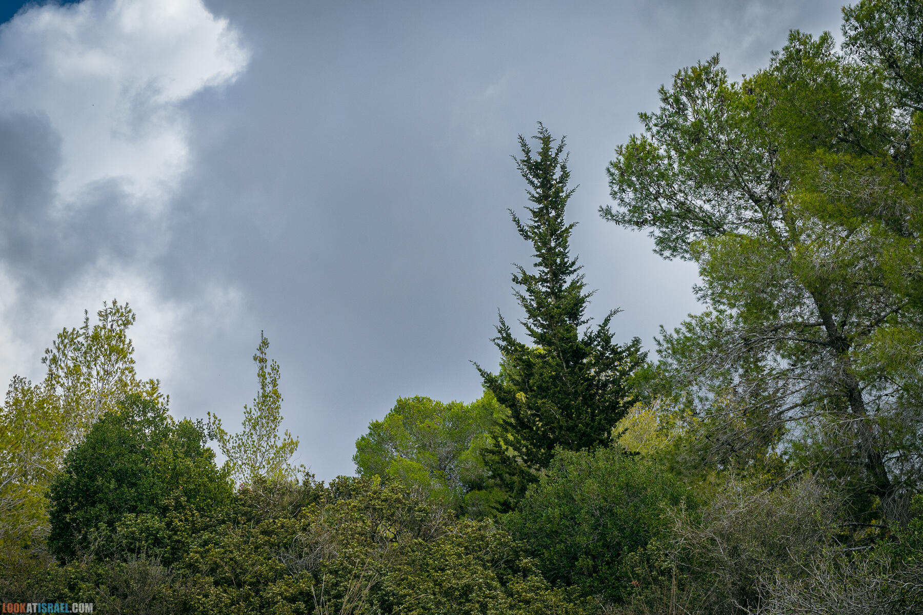 Прогулки с собакой в Израиле - Тропа Цезаря и ущелье кузнечиков в Иерусалимских горах