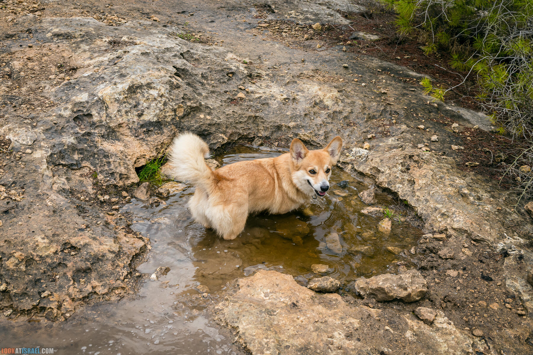 Прогулки с собакой в Израиле - Тропа Цезаря и ущелье кузнечиков в Иерусалимских горах и
