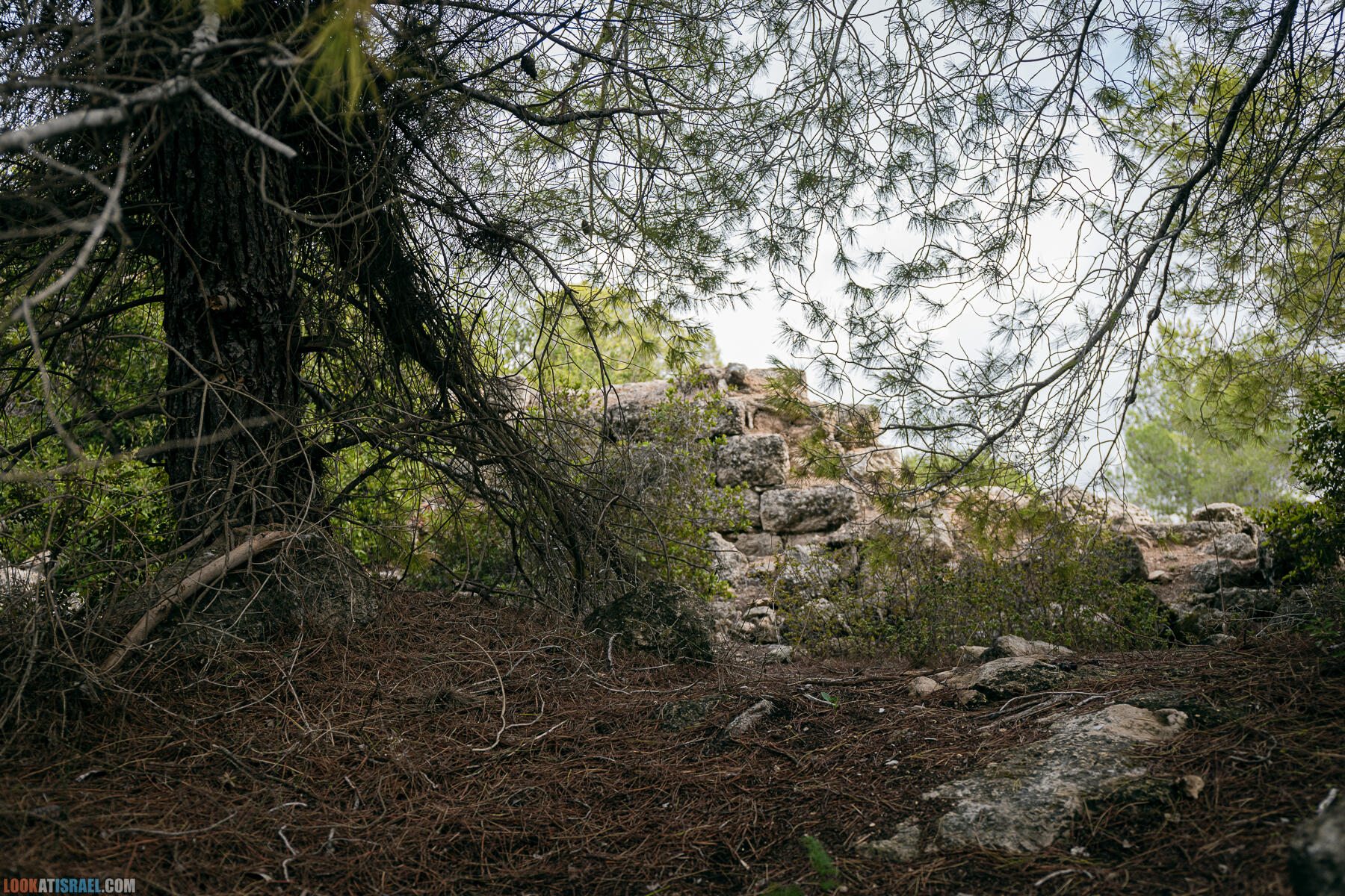 Прогулки с собакой в Израиле - Тропа Цезаря и ущелье кузнечиков в Иерусалимских горах и