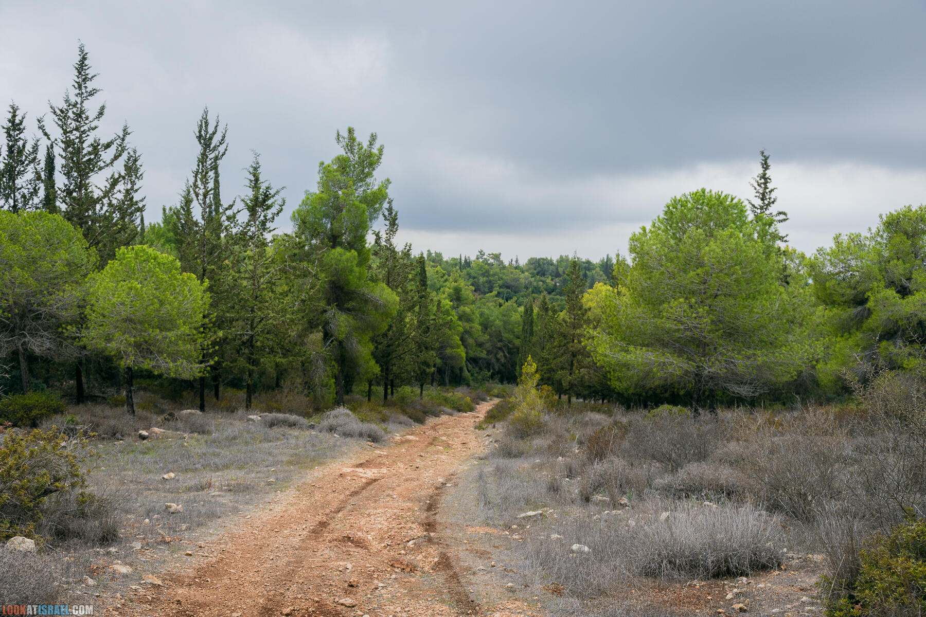 Прогулки с собакой в Израиле - Тропа Цезаря и ущелье кузнечиков в Иерусалимских горах и