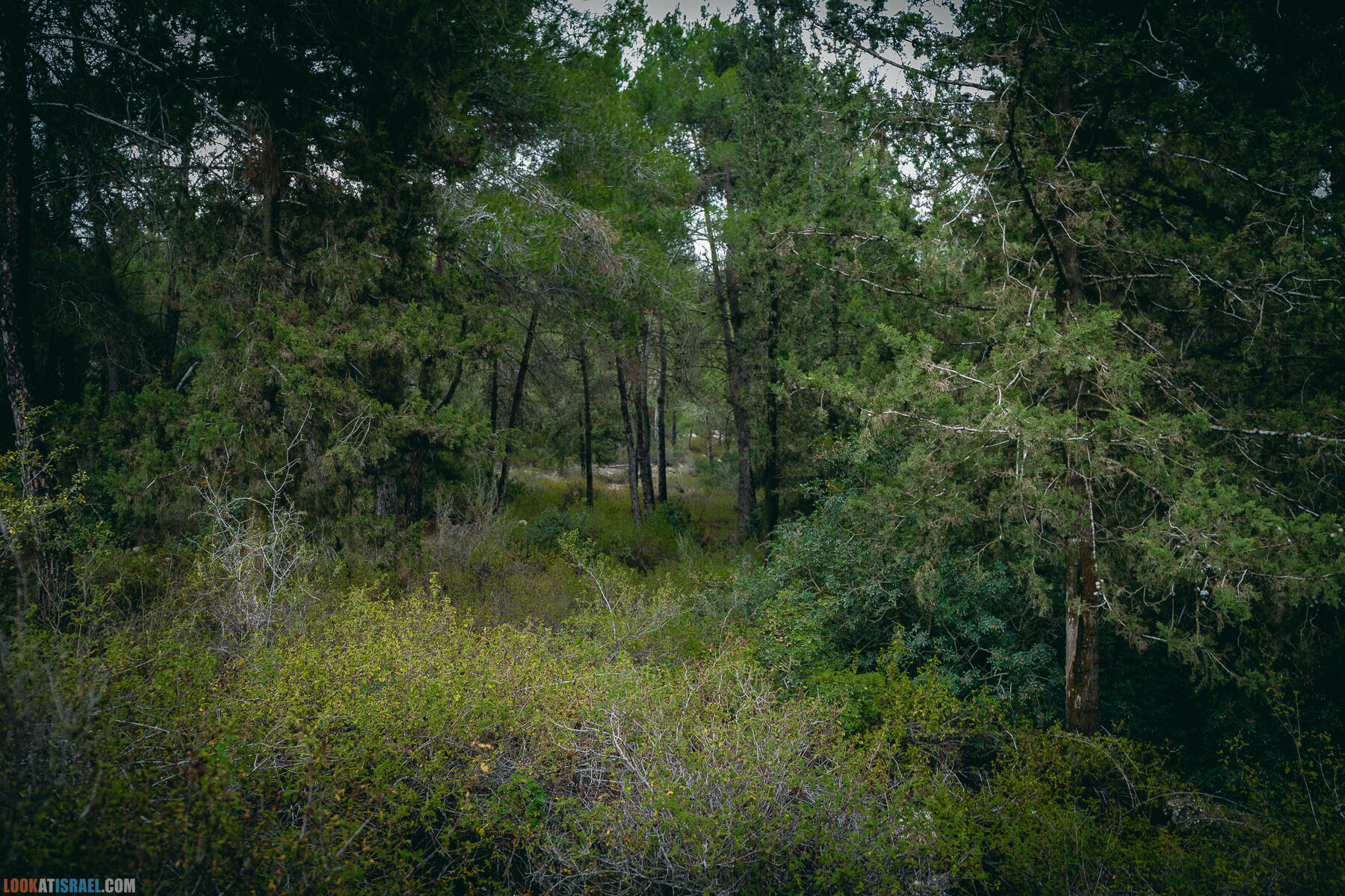 Прогулки с собакой в Израиле - Тропа Цезаря и ущелье кузнечиков в Иерусалимских горах