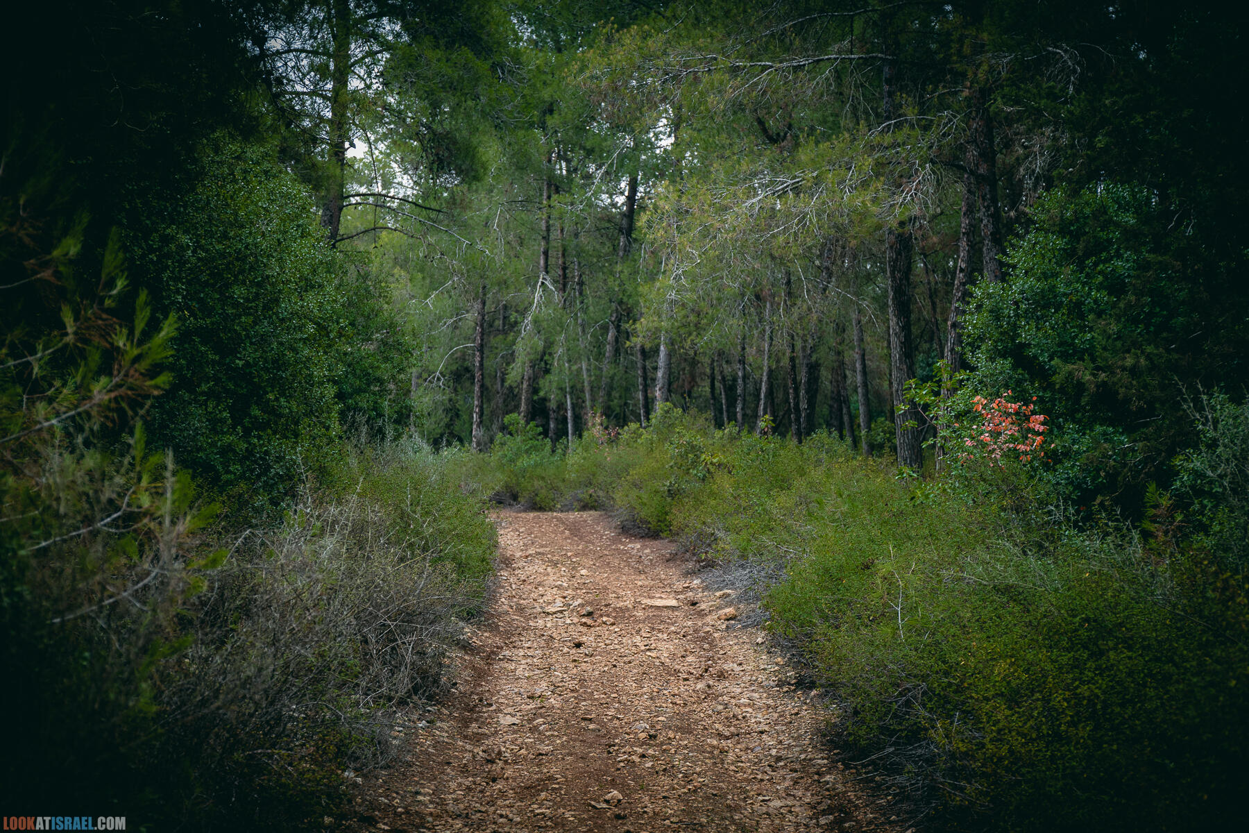 Прогулки с собакой в Израиле - Тропа Цезаря и ущелье кузнечиков в Иерусалимских горах и