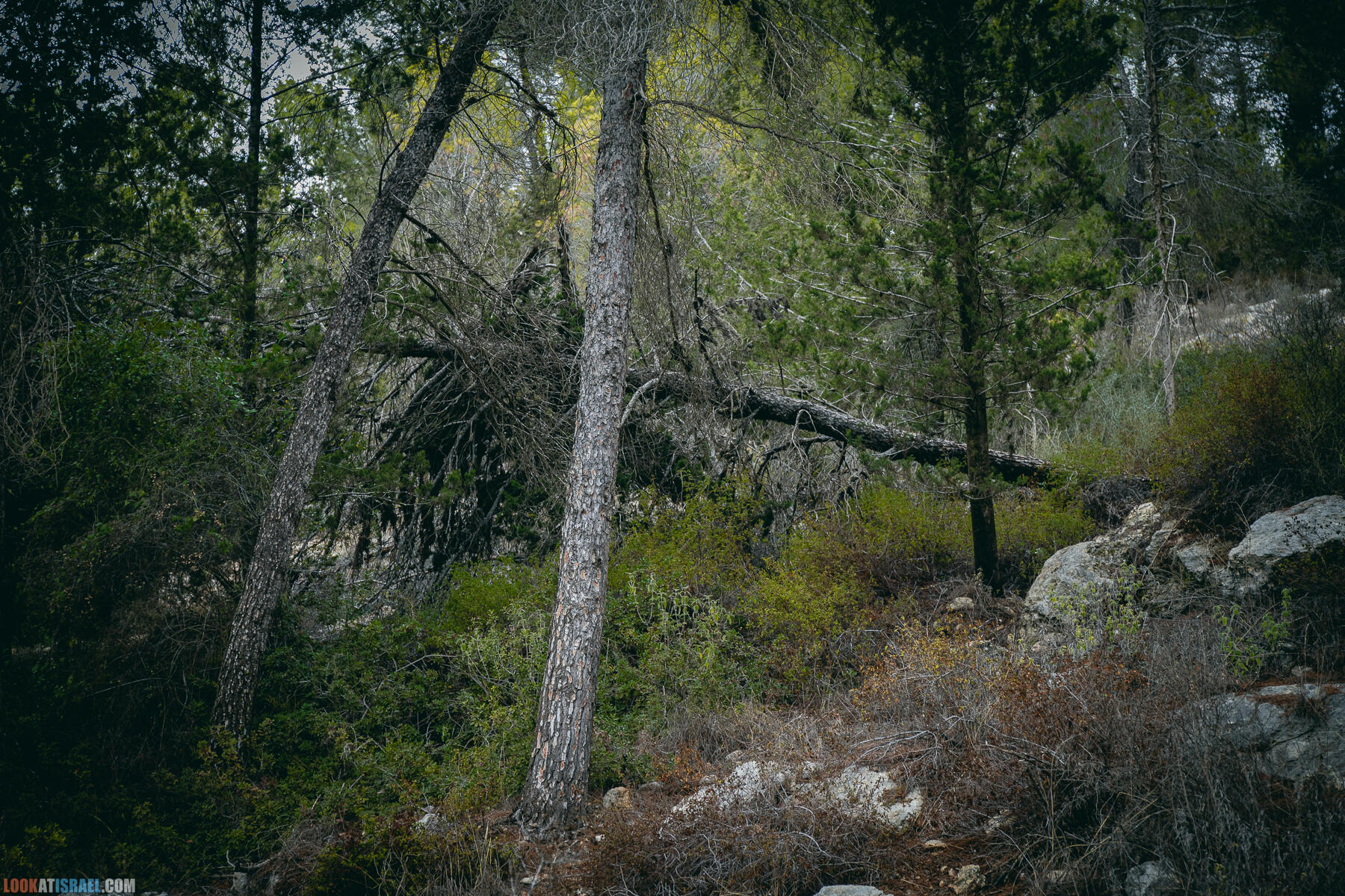 Прогулки с собакой в Израиле - Тропа Цезаря и ущелье кузнечиков в Иерусалимских горах