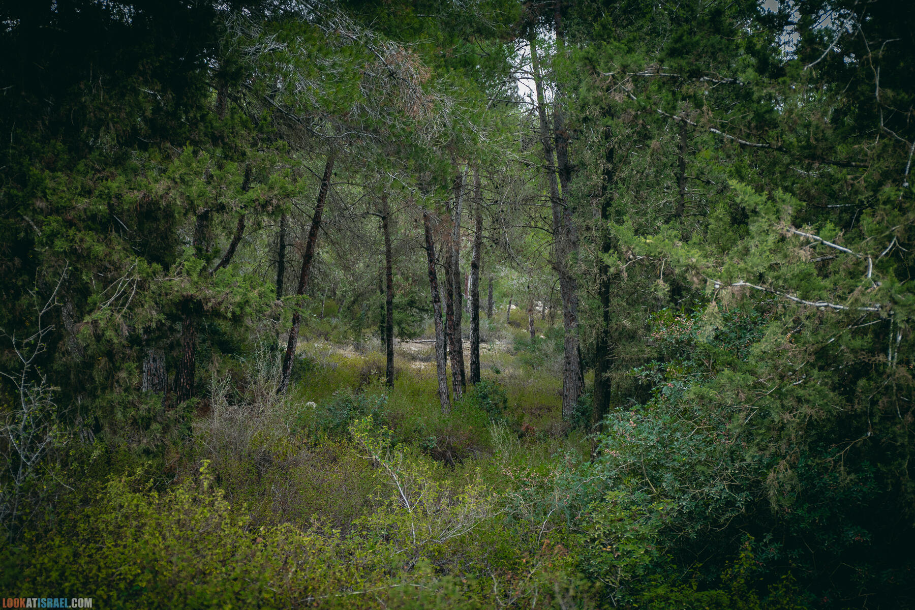 Прогулки с собакой в Израиле - Тропа Цезаря и ущелье кузнечиков в Иерусалимских горах
