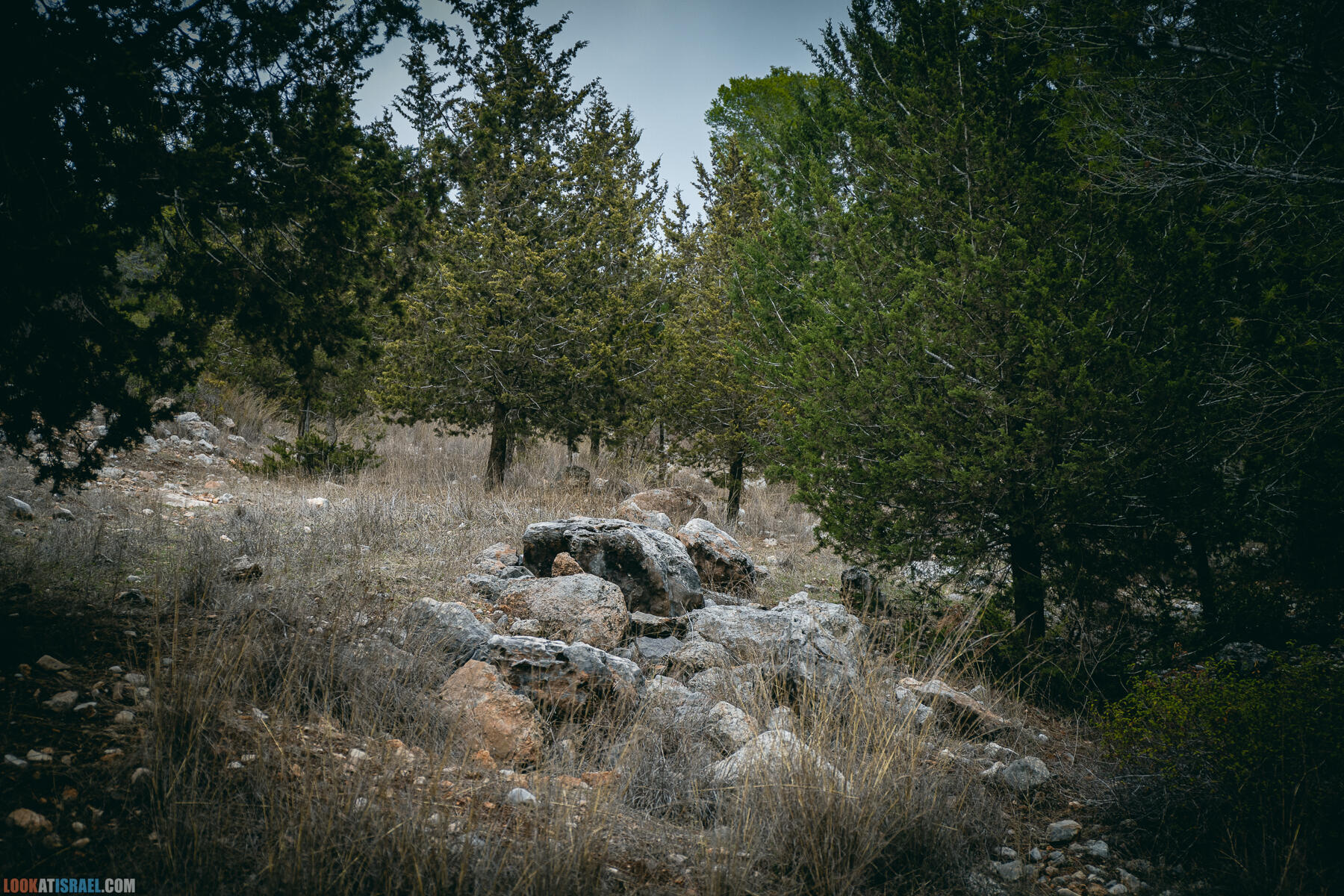 Прогулки с собакой в Израиле - Тропа Цезаря и ущелье кузнечиков в Иерусалимских горах