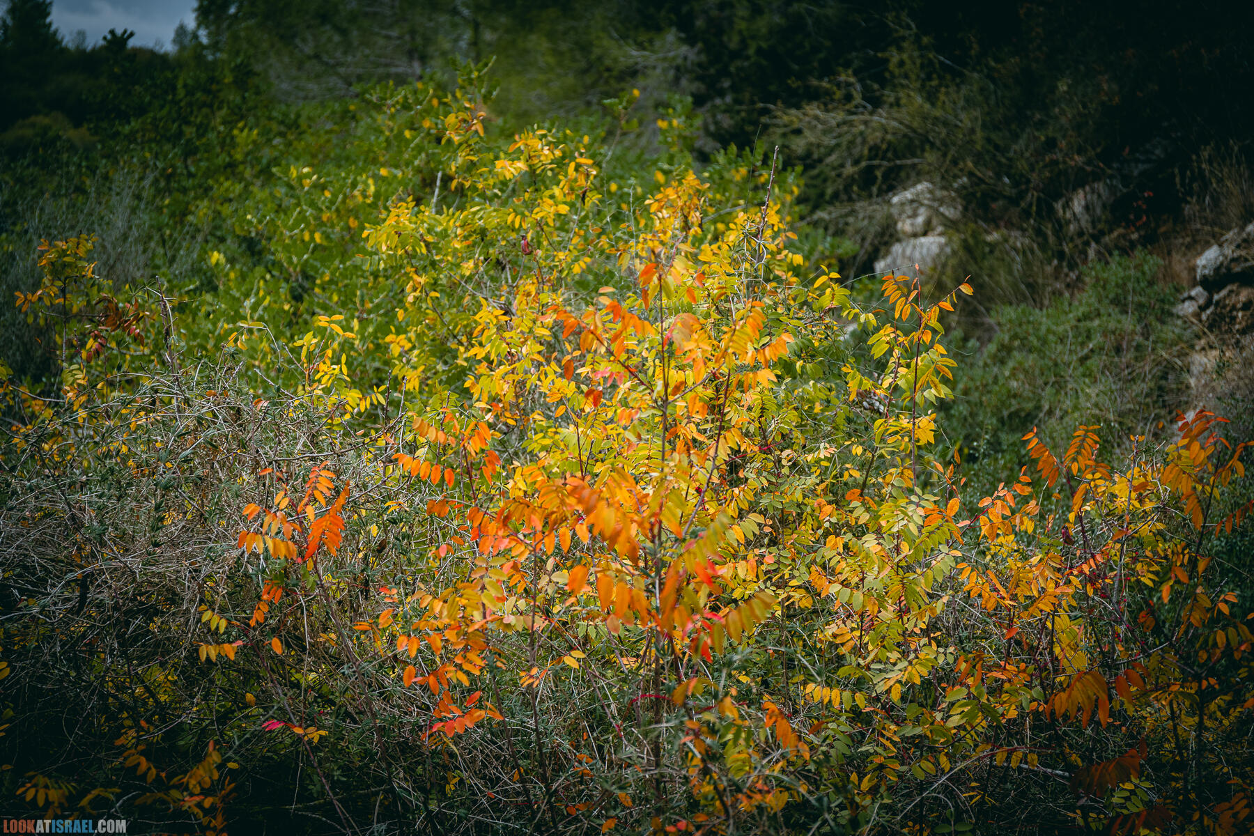 Прогулки с собакой в Израиле - Тропа Цезаря и ущелье кузнечиков в Иерусалимских горах и